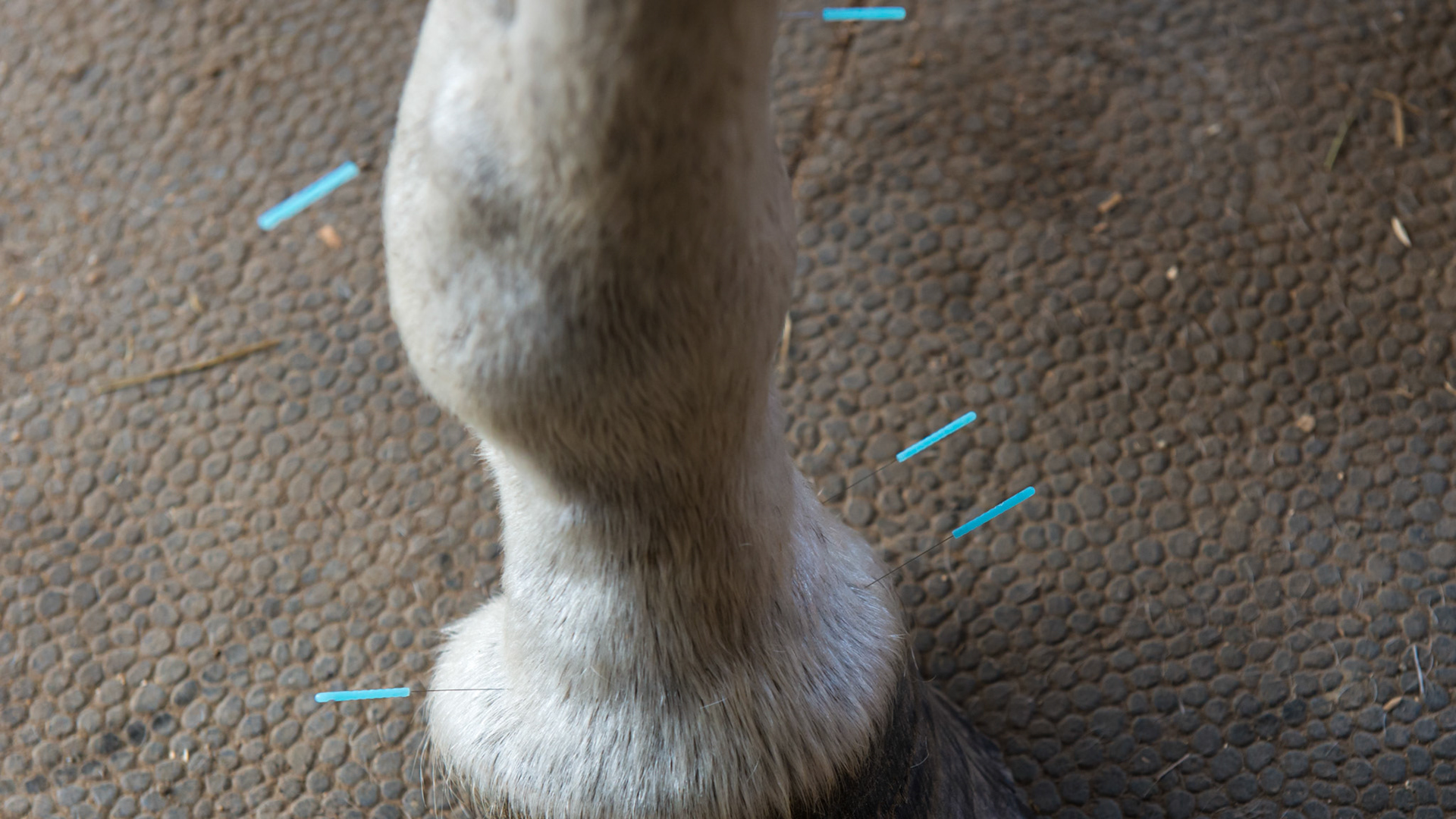 Acupuncture needles placed in the leg of horse by a veterinarian trained in this science.