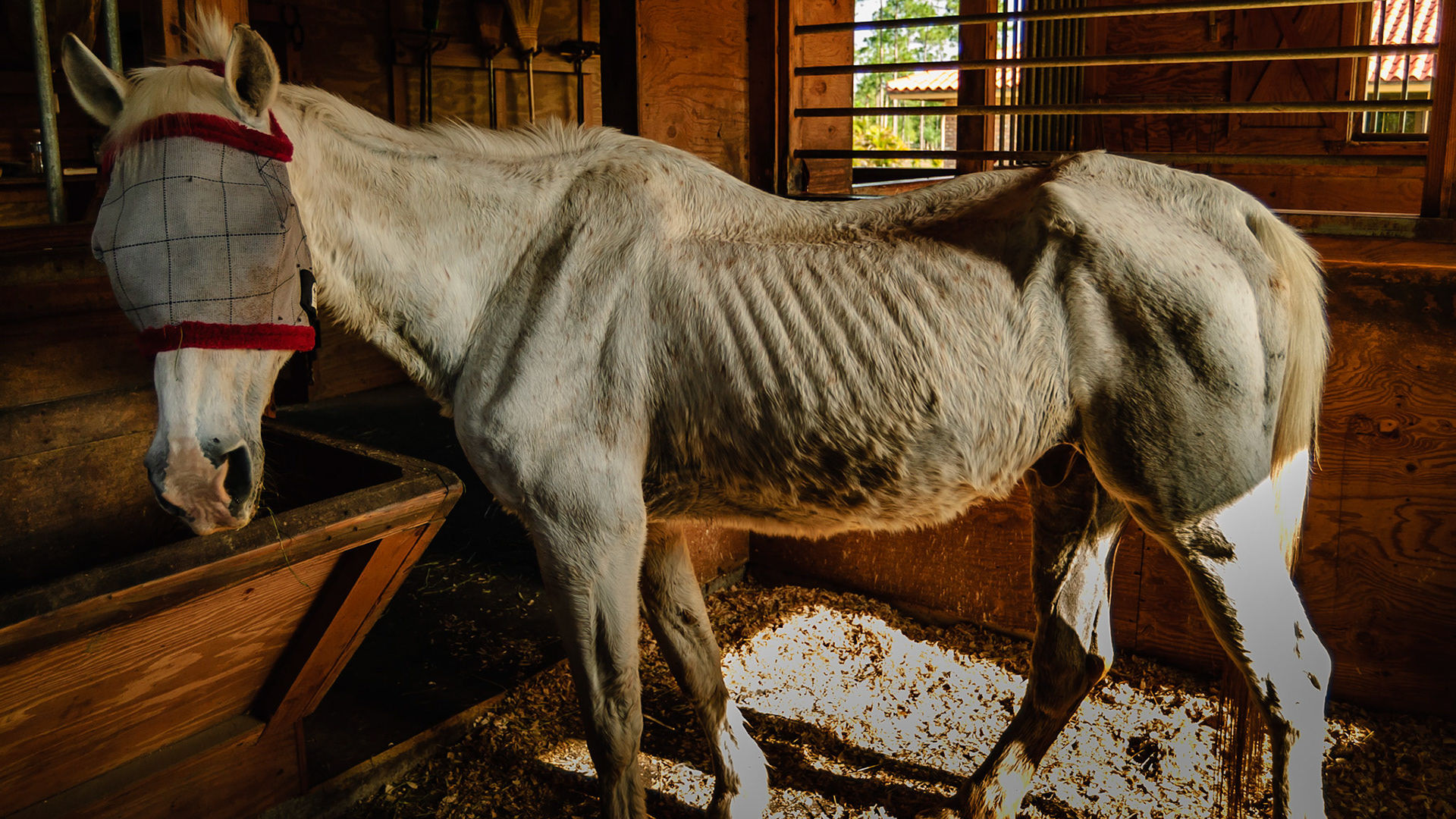 Horse A - BCS 2 - Very Thin ~ Emaciated. The skeleton is clearly visible but there is still a little fat tissue under the skin and the horse has some vitality to the skin. There is a space between the inner thighs.  This is a very old horse that is in the best of care, just fading away with age.