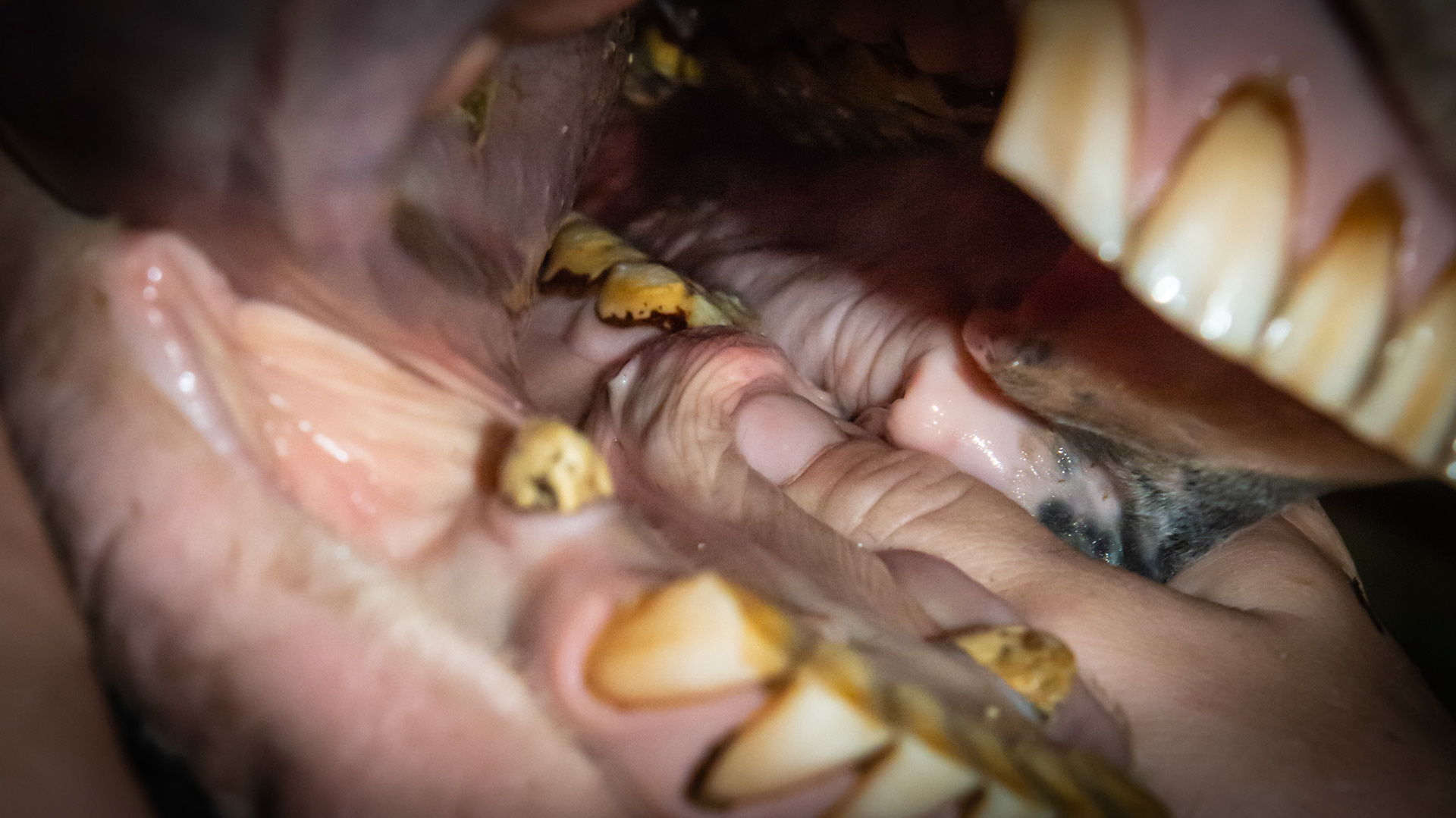 The thumb is acting like a fat bit pulling the excessive cheek tissue back over the first lower cheek tooth. Half the horses have this excessive cheek tissue. Of those, half are sensitive and a small portion of them are very reactive to it.