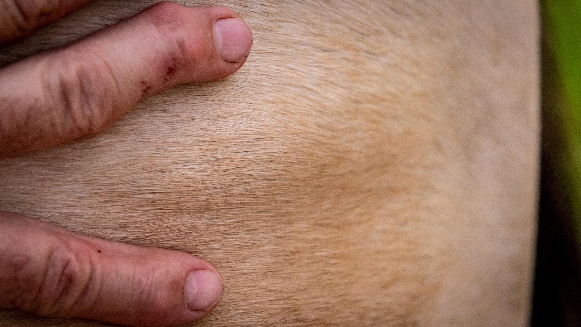 The facia is the layer of tissue that holds the muscle into its shape like a tight pillow case on a pillow.  When torn, the underlying muscle can bulge through the torn area (herniates) as seen in these images. The tear is most likely caused from trauma such as a kick from another horse.