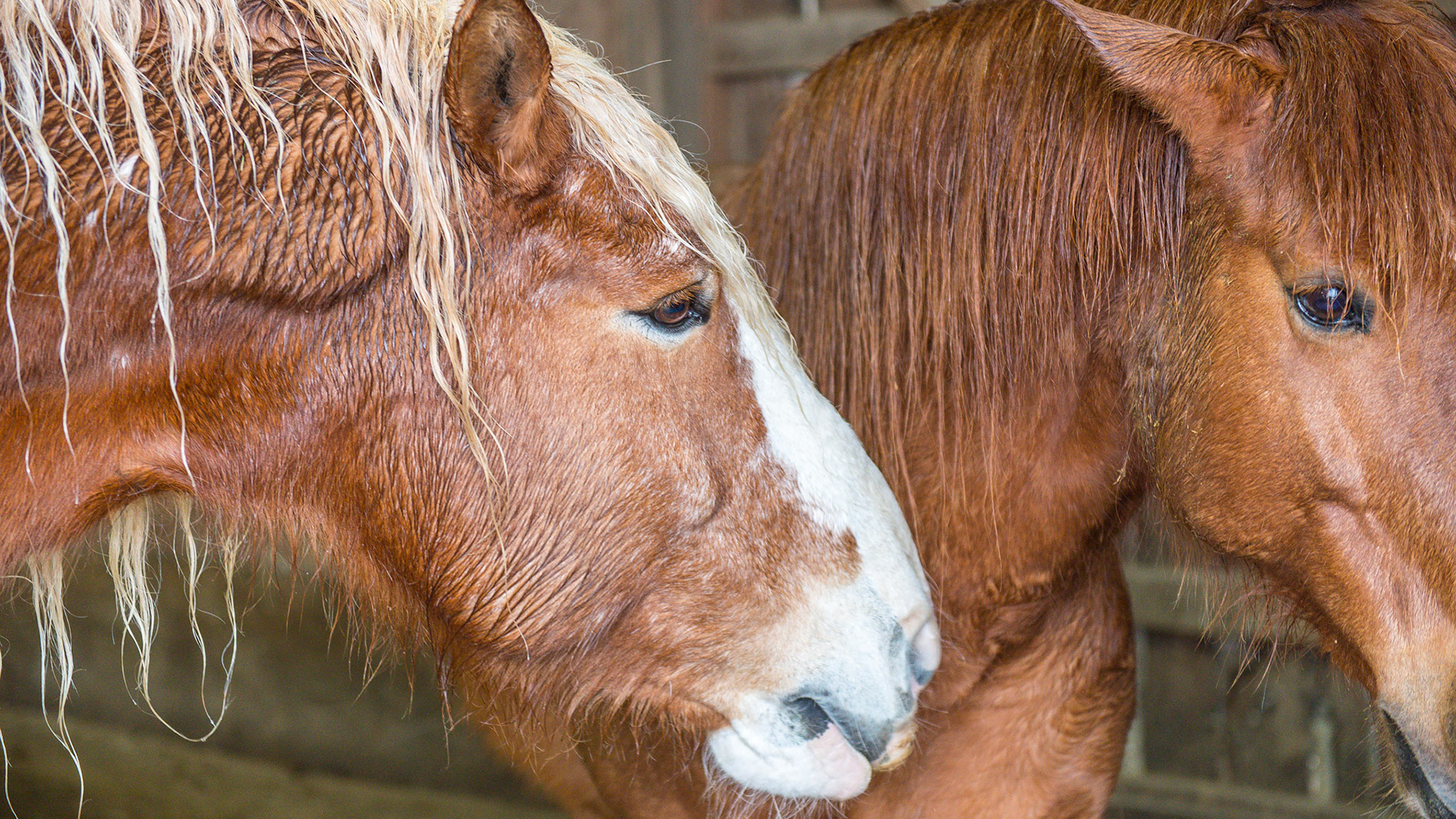 Assertion by some male horses can cause damage to the shoulder areas of the less dominant horse as seen in these photos.