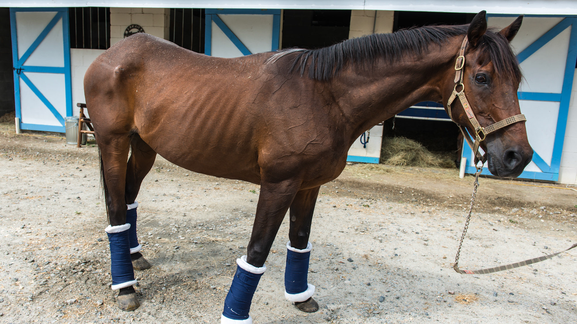 EOTRH horse 1 - Tattoo = T = 1990 = 23yr This horse had all his lower incisors and the start of EOTRH in 2010 (see the 1st pictures I have of him Horse 1). He has no trouble chewing and is fed 8 quarts of grain a day plus hay and pasture. His weight loss since 2010 may be age or being moved to a new home 1000 miles away.