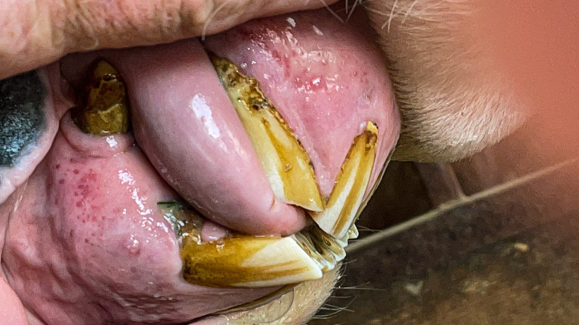 Moderate EOTRH in one horse affects canines and incisors: receding and hypertrophied gums, vascular lesions (red dots), and enlarged tooth roots.