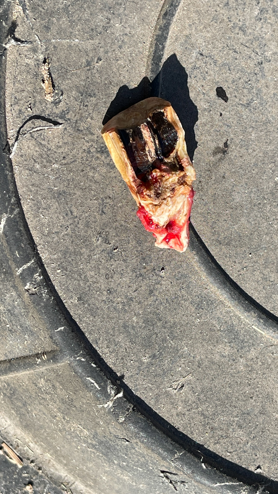 Saggital cheek tooth fracture. Notice the bent root. This one was fractured for a while and was hard to remove.