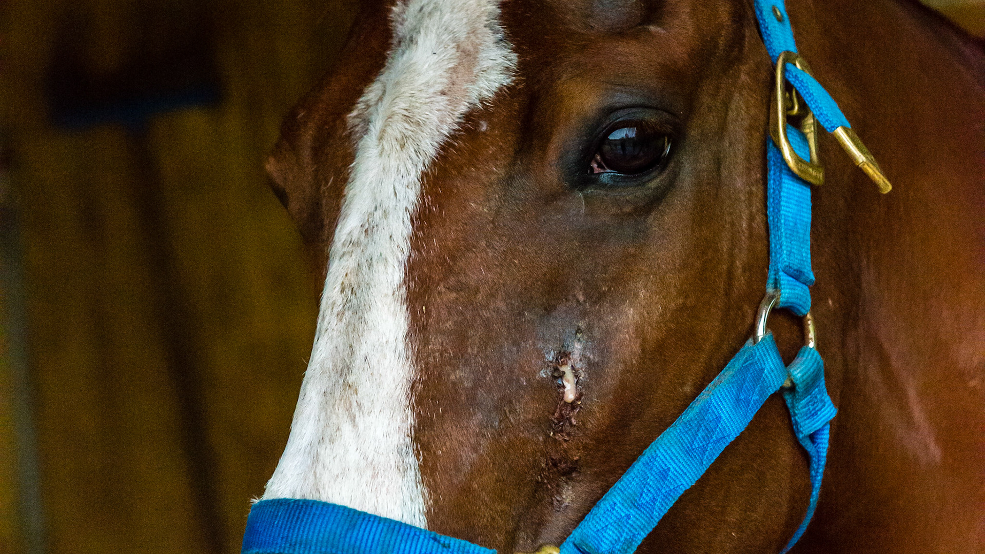 This horse has an apical tooth root abscess that has gone through the sinus and is draining through the face for almost 2 years (on and off antibiotics). The tooth was extracted but the drainage continued. About 6 to 9 months later a second adjacent tooth was extracted with no better results.  The drainage continued for another year.  THIS IMAGE is of the drainage before the first extraction.
