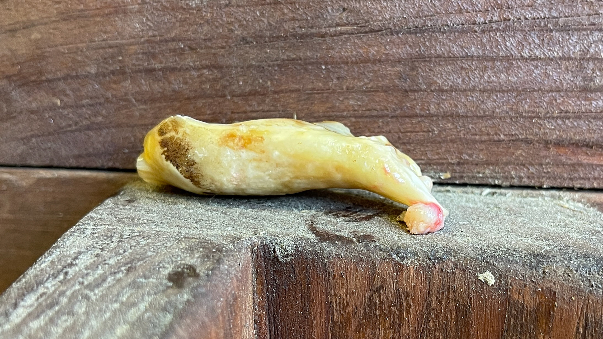 109 palatal sagittal fracture piece extracted from this pony without medication. Note the curved end where it had been pushed away for a long time. Also, there was a mirror fracture at 209 that had passed some time ago. 12 year old pony.