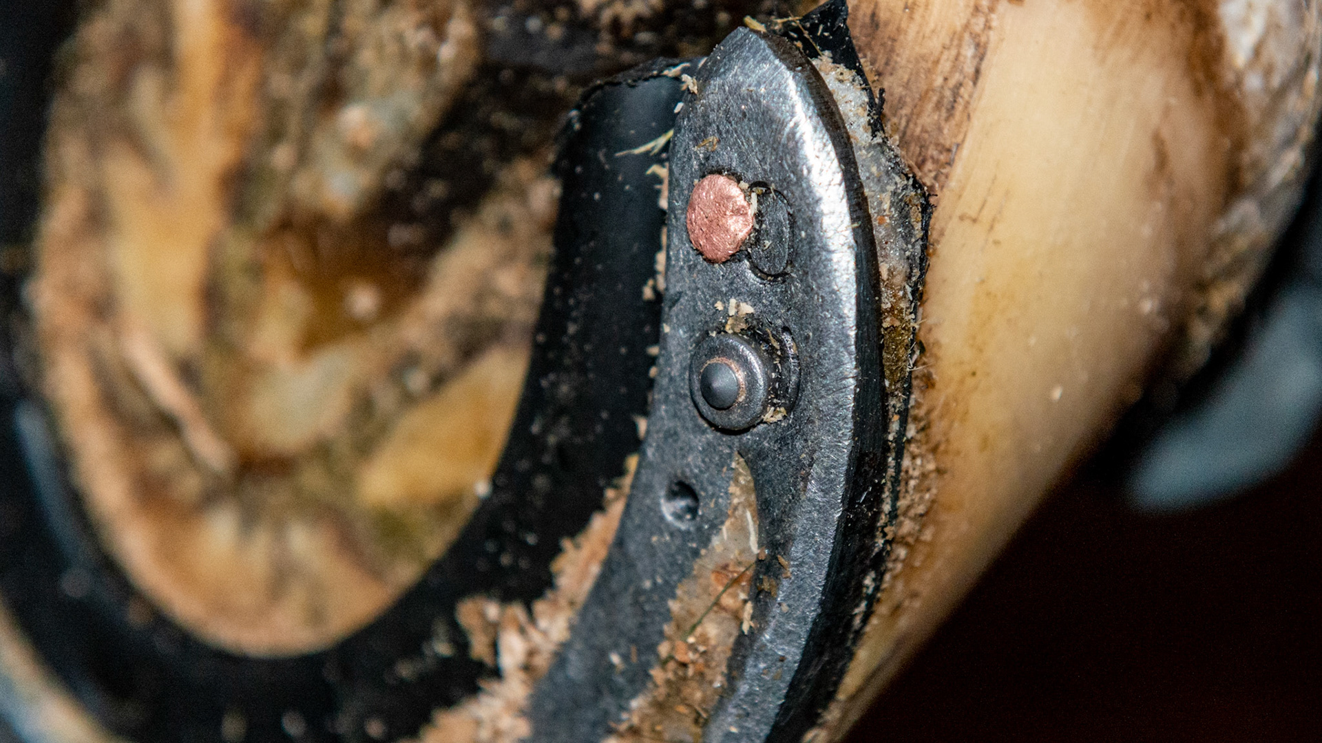 A winter shoe consisting of 4 Borium (a tungsten carbide material) in titanium studs and an inner rim of rubber tubing.  The Borium grips slippery ice as well as asphalt.  The rubber tube compresses with each step. When the hoof is lifted, the tube expands popping out the packed snow.