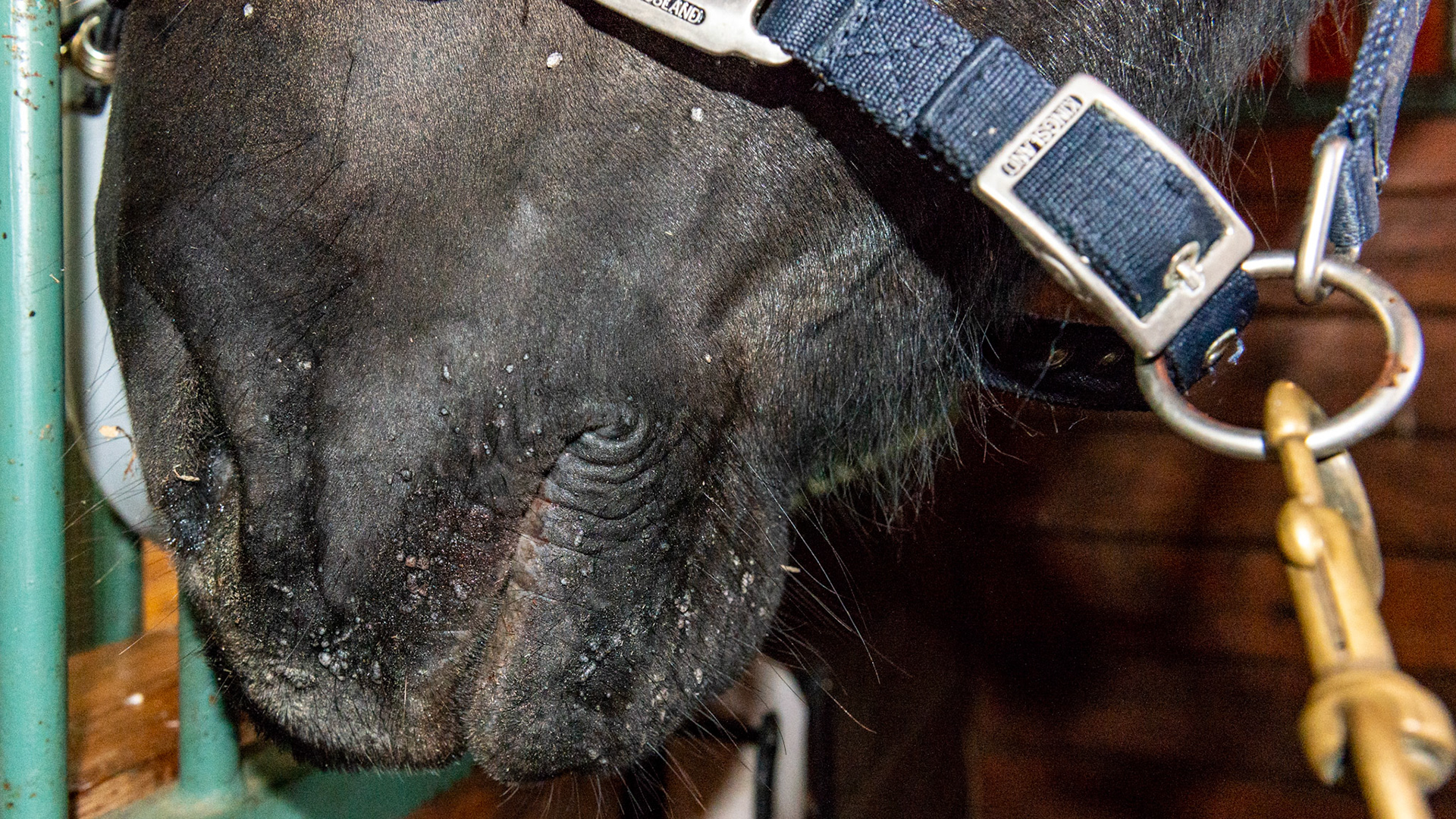 Warts on a 4 year old Percheron.  The mare arrived on this farm 2 weeks ago without warts.