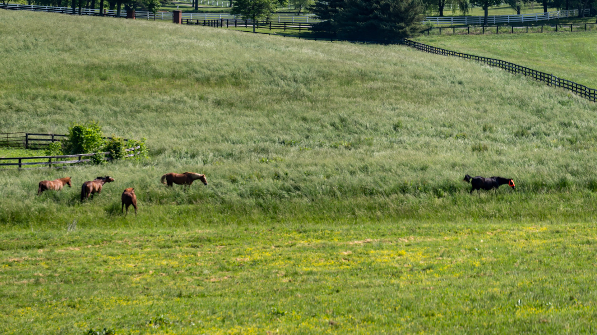 Horses knee high in late spring pasture.