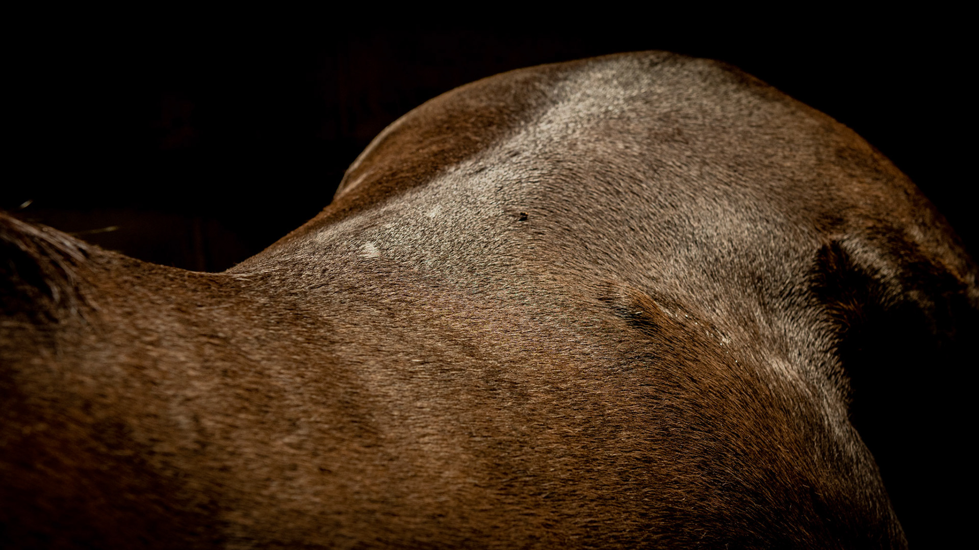 Saddle damage seen as white hairs along the spine and a firm, non painful lump on the left side.