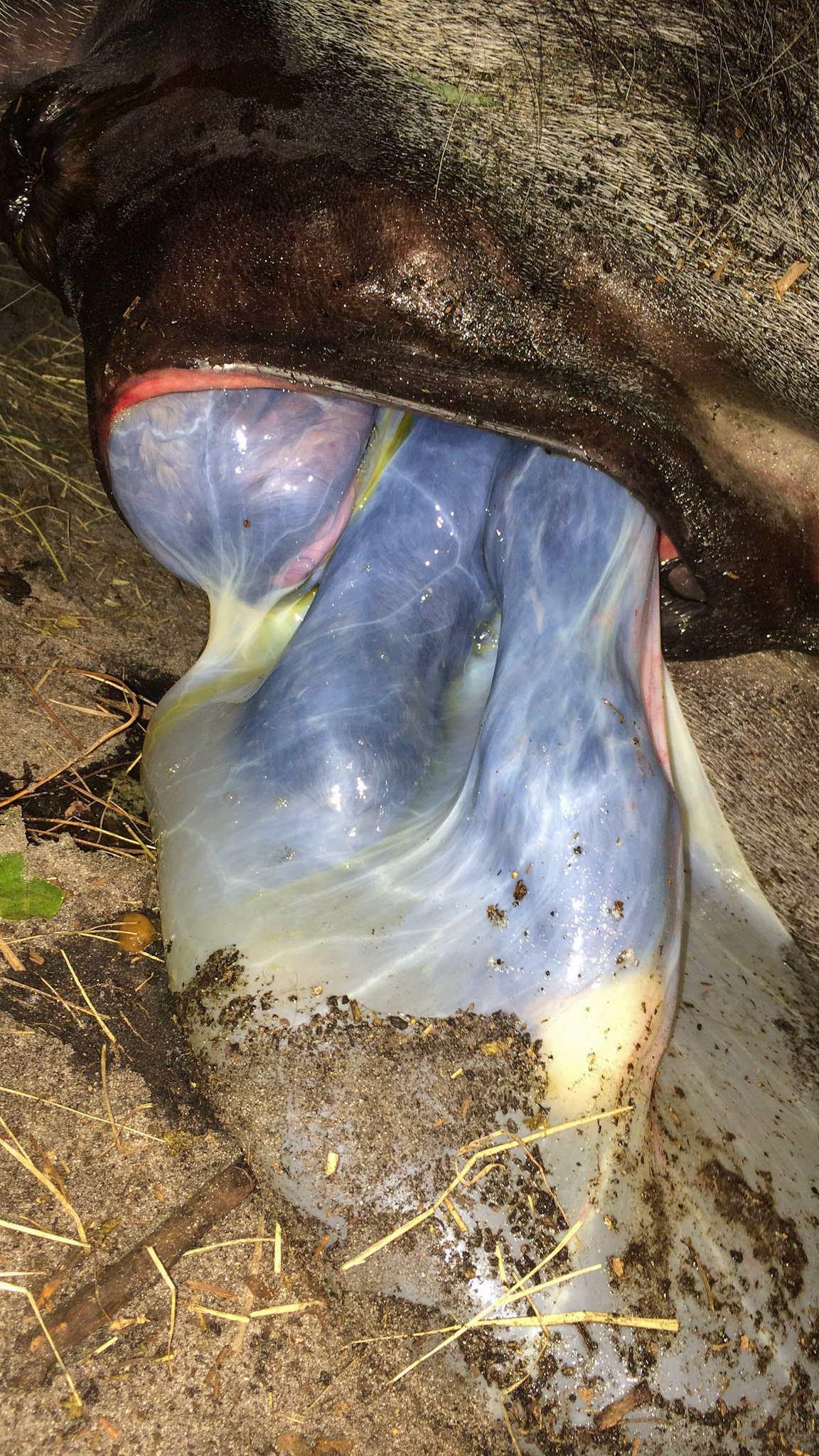 14/29 - Donkey birth - progressing well. Note how the vulva stretches considerably.  In mares where it does not stretch enough, the vulva can tear or an episiotomy is performed which repairs more easily than a tear.