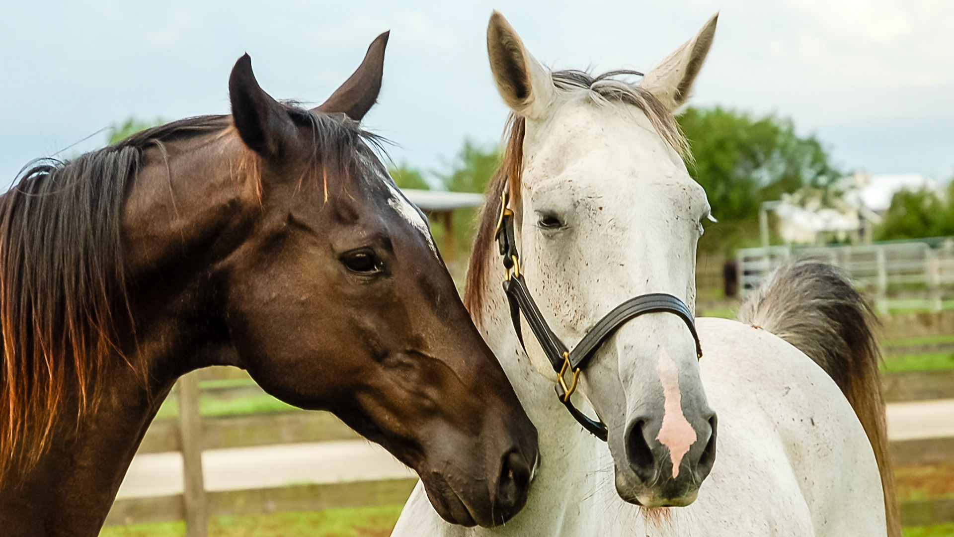 The gray mare has approached the bay stallion with a raised tail a degree of acceptance.  The stallion has arched the neck slightly and is keeping his distance by extending his nose towards the mare.  This same behavior can occur between two horses who have just been introduced to each other.  Unique sounds are often made including squealing and trumpeting along with flehmen lip curls.  This is typical introductory behavior.