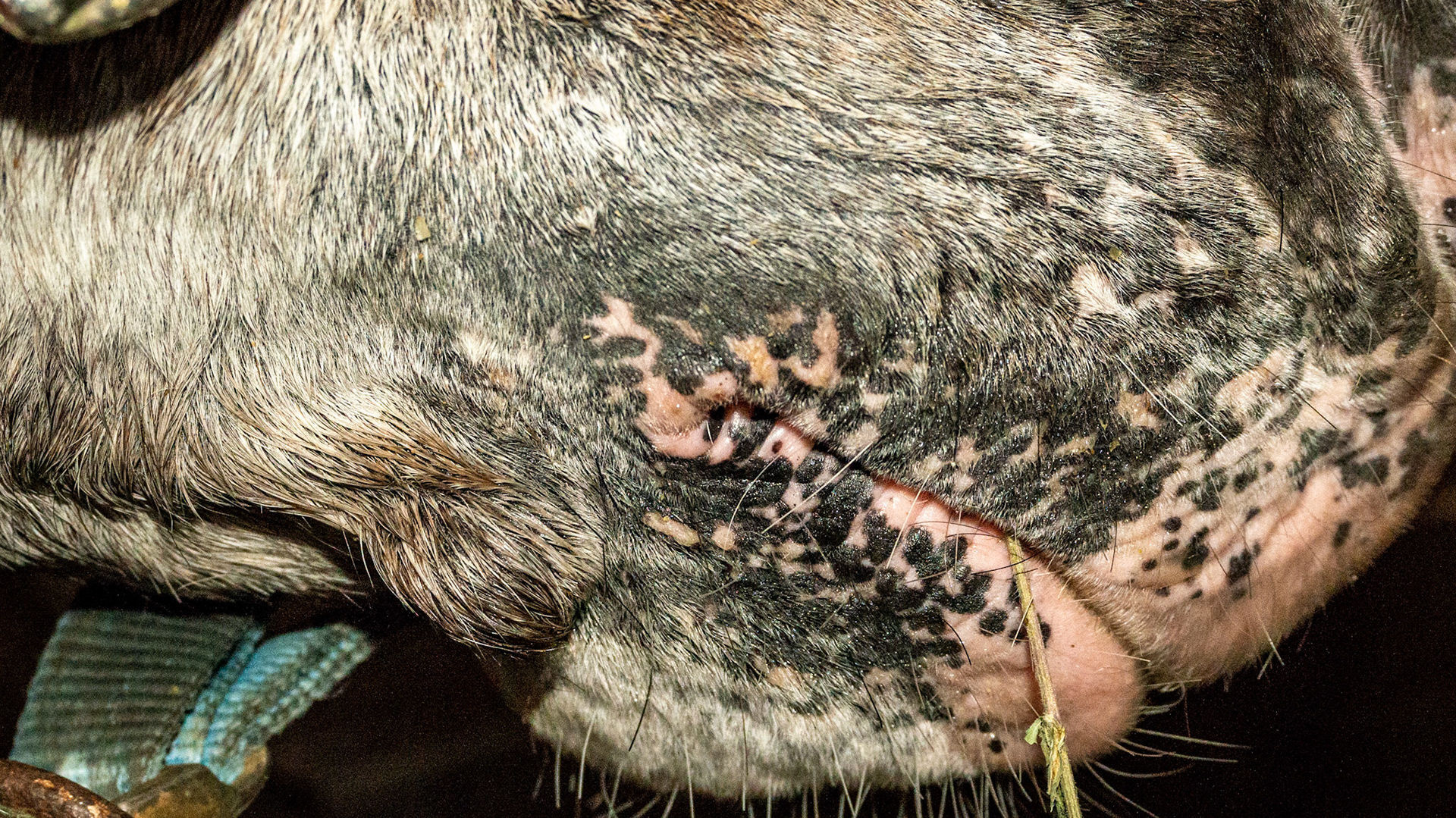 Hard boney growth on mandible that suddenly appeared many years ago but was not present at birth.
