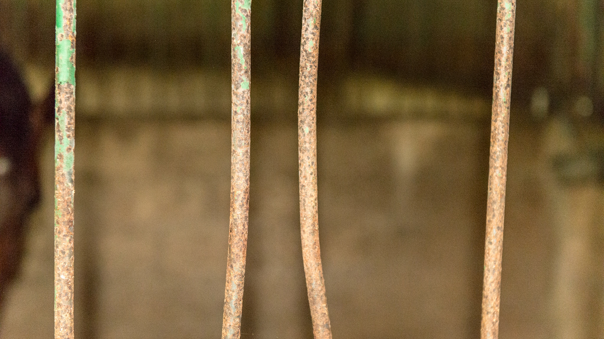 Bent steel bars.  The owner has seen horses kick through these and miraculously escape entrapment.