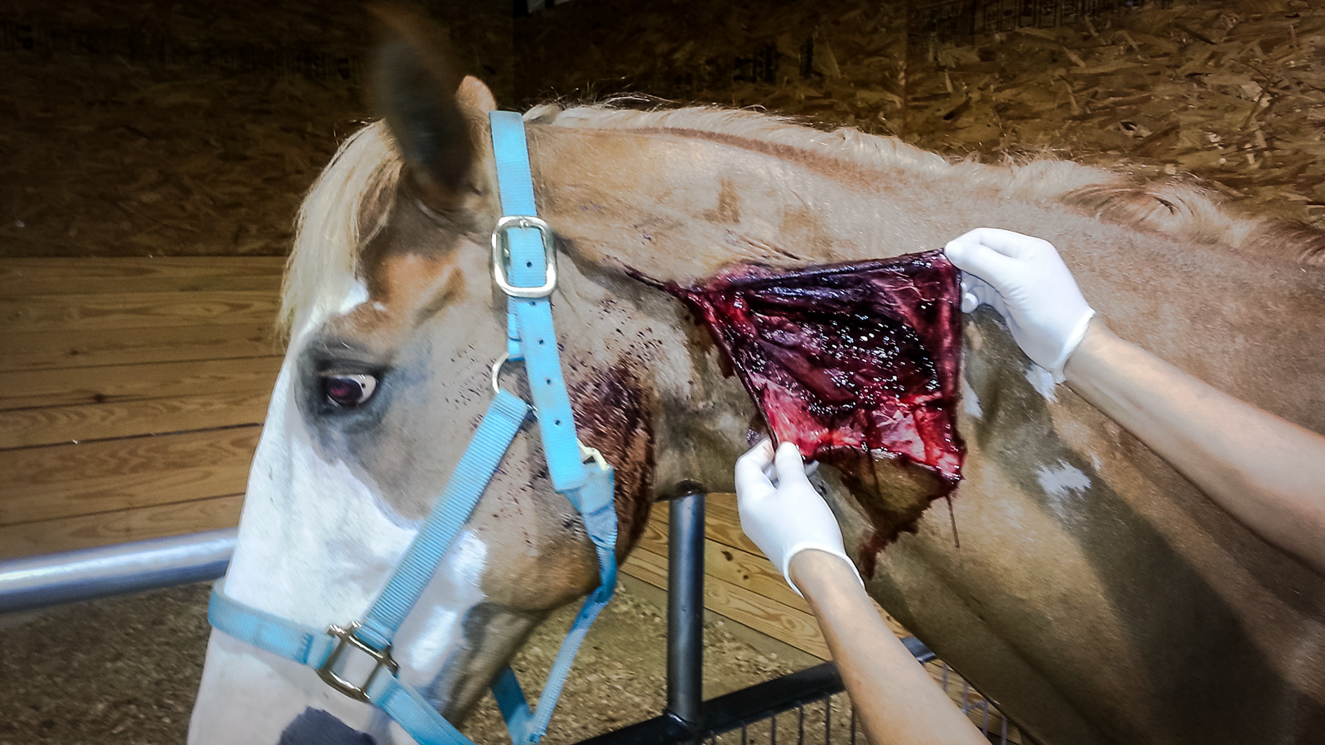 A client sent this to me showing a severe laceration through the skin and into the muscle.  The layers were closed one at a time which should leave a minimal scar. Remember that all wounds heal from side to side and NOT end to end - so it doesn't matter how long the wound is.  Here the edges are very flexible and can be drawn together so this should heal well.