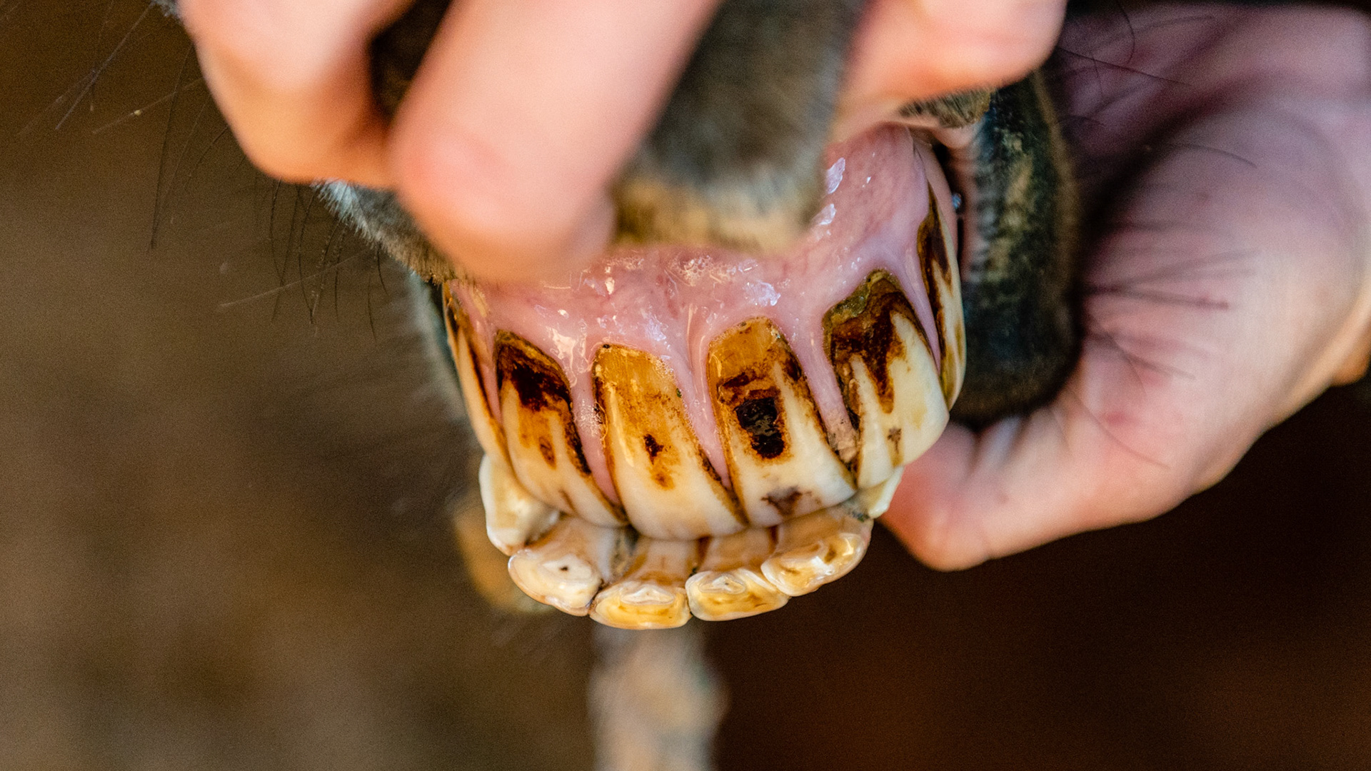 20 year old pony mare with a sow mouth with no eating or chewing difficulties. The lower 6's and the upper 11's are over-erupted and easily reduced with just filing.