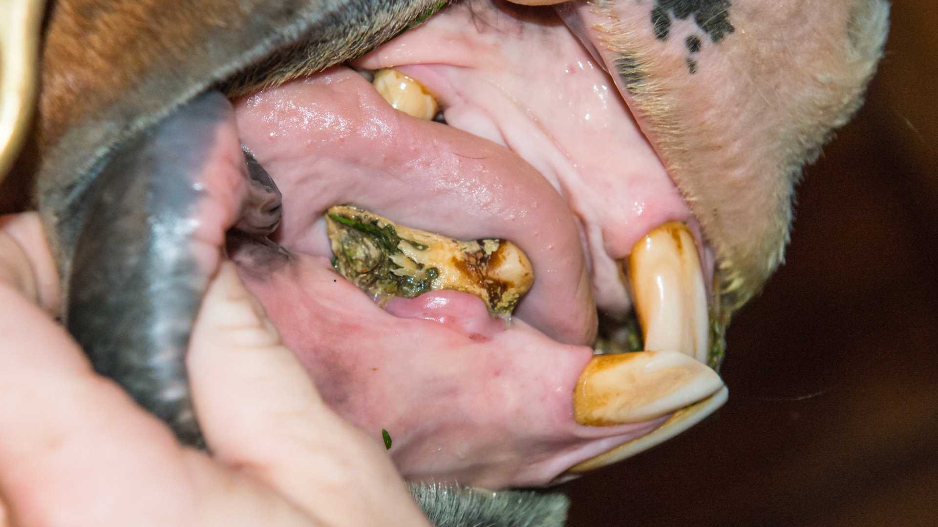 #405 EOTRH affecting only the canine in this 24 yr old warmblood mare. Before extraction.  See the exposed and deteriorated root filled with feed debris.