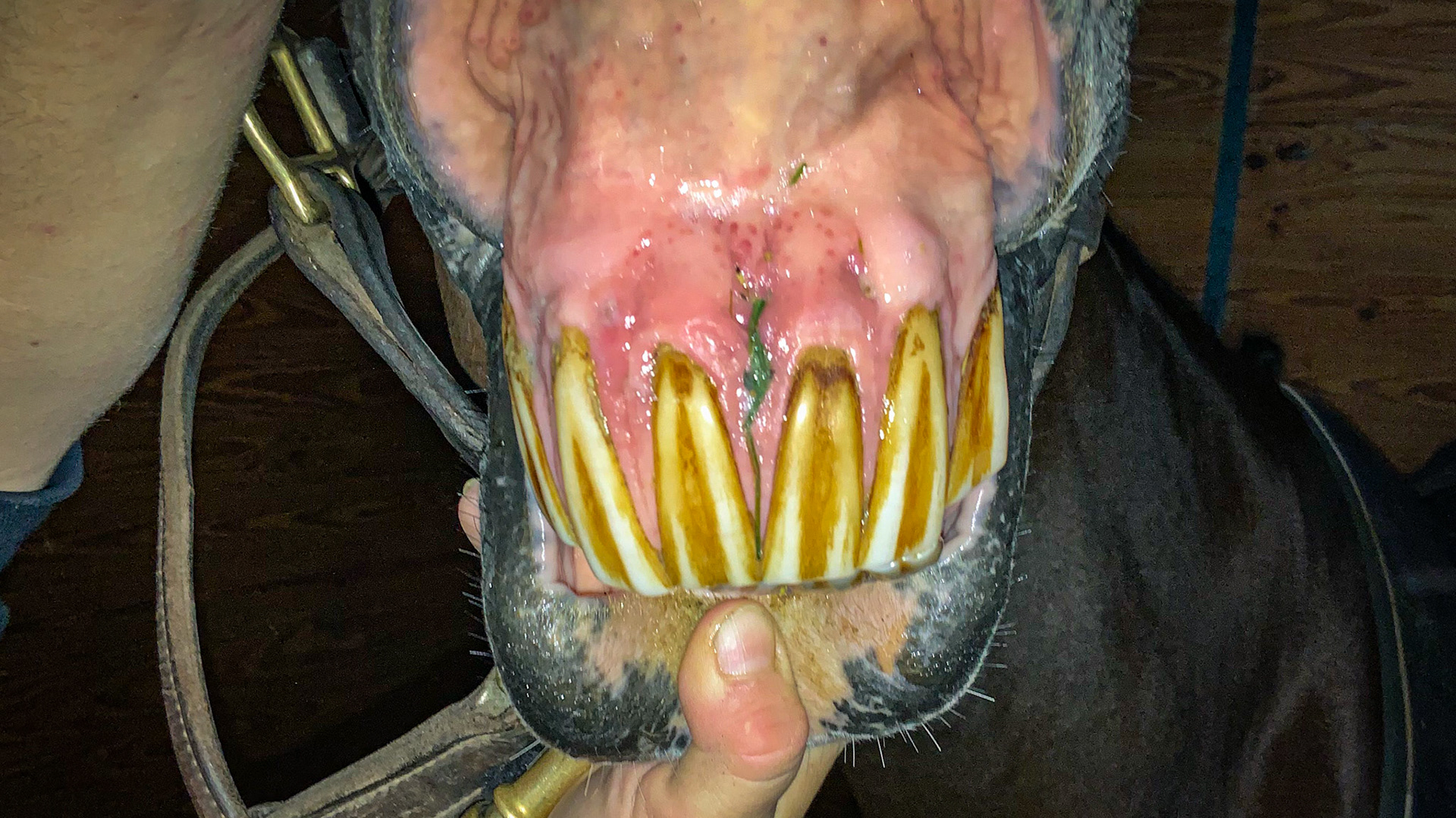 Early and moderate signs of EOTRH: hypertrophy of the gum line, inability to remove all the food with the tongue, receding gums, trough development between the incisors, increased red color, small dots in the gum (petechia) and the classic bull nose appearance of the incisor profile.