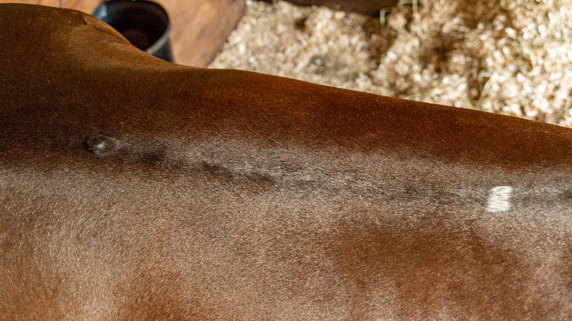 Soft non-painful lump on the midline on this horse's back. Note also the white hairs at the base of the withers. Both of these could be tack injury or not related at all.