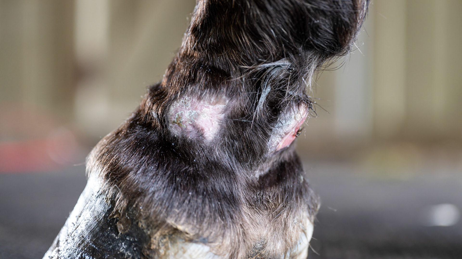 Horse G - The old sore is a scar. The new summer sore treatment on April 24.