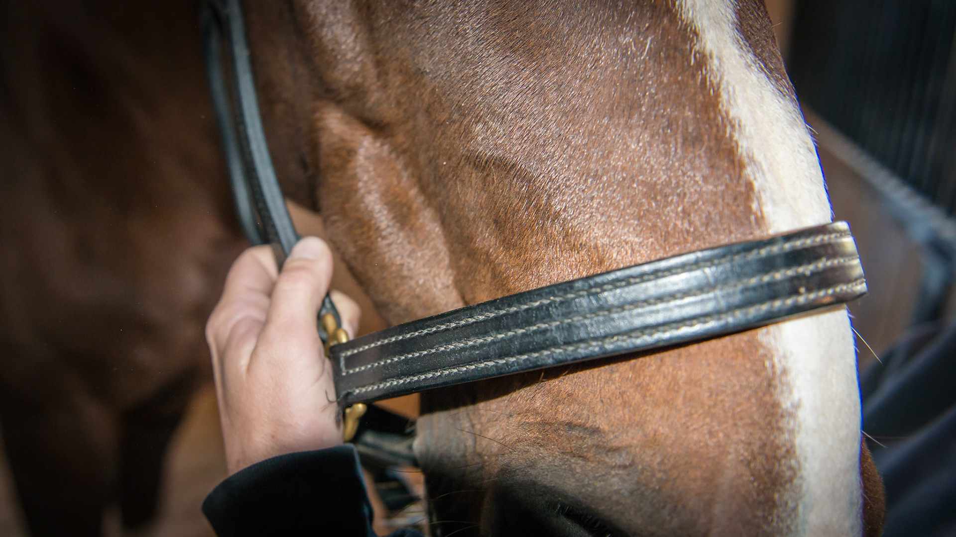 Very sensitive horse with sharp cheek teeth packing hay in the right cheek.  The lump was non-painful and firm