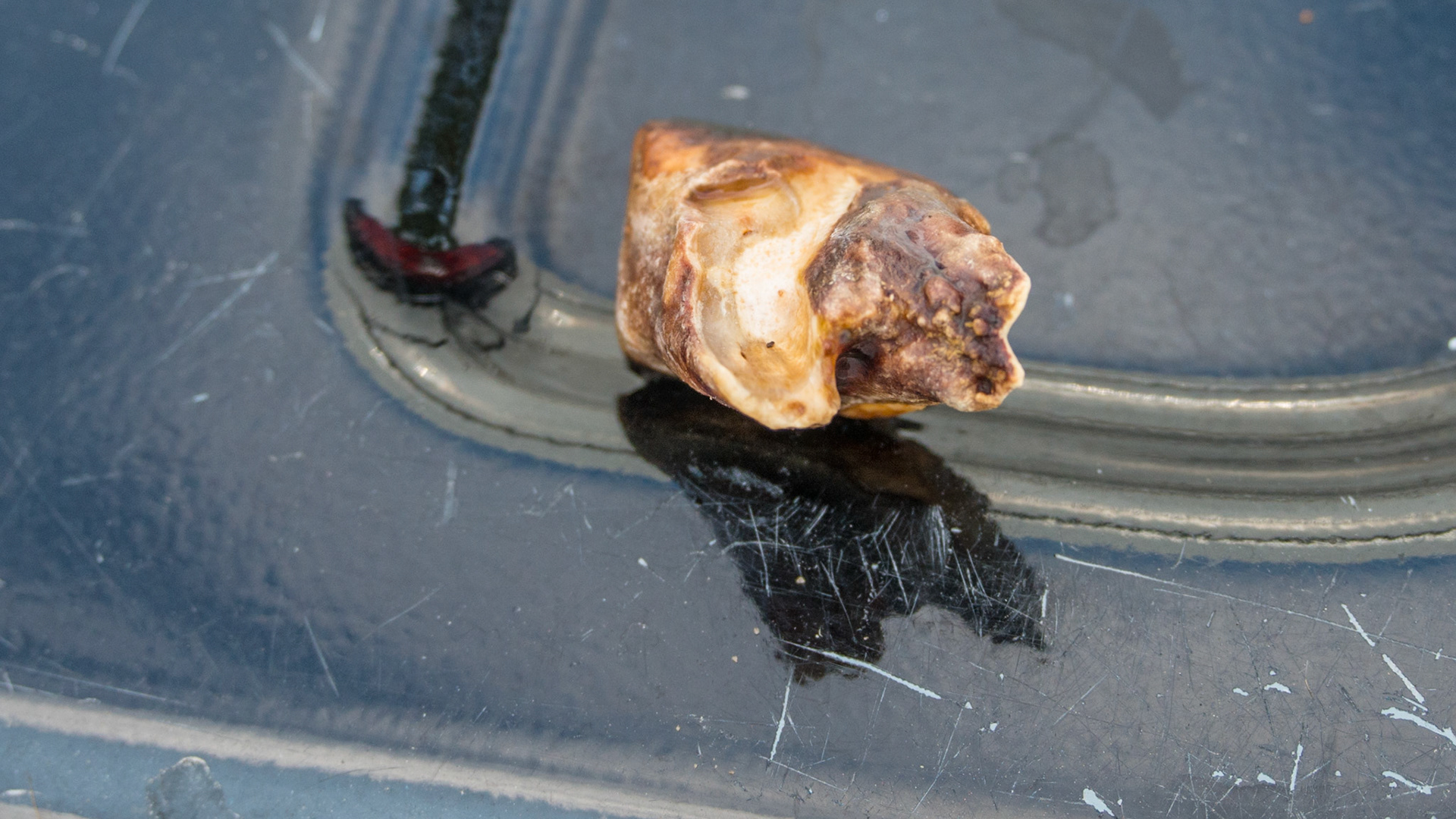 Extracted end stage cheek tooth