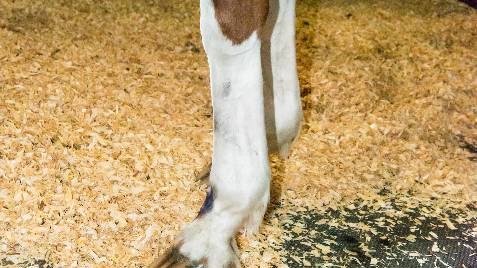 This old horse has difficulty getting up from laying down which has resulted in pressure sores on the front of both front fetlocks.  This ares is used to to raise her body like a cow, rather than extending her front limbs to rise on her hooves.