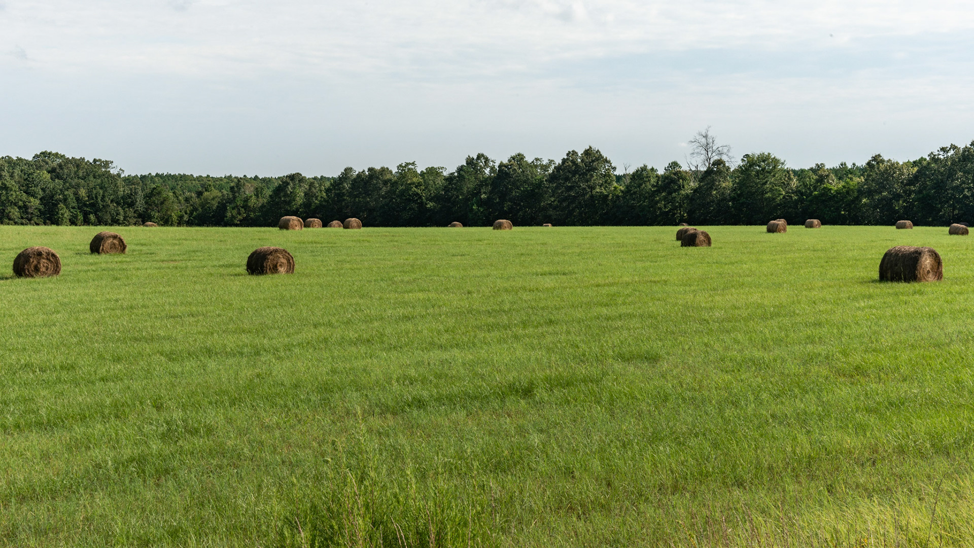 A field of round bales.