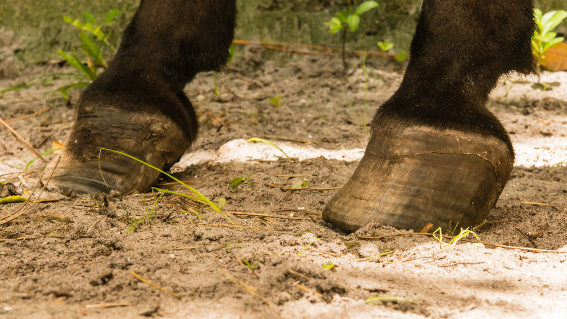 Mini w/ chronic laminitis that started 8 yrs ago - no signs of hoof pain today BSC = 5