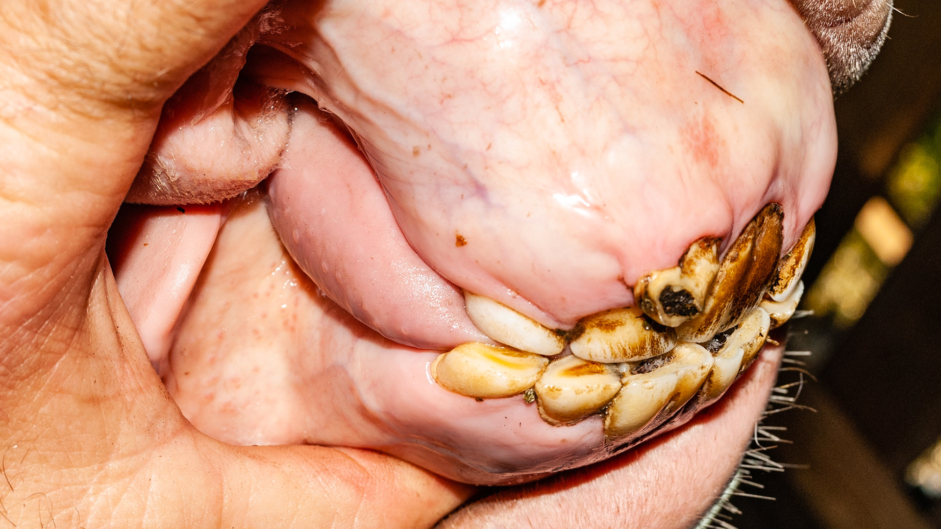 Incisor cap extractions horse 1 -Retained cap #502 (middle upper right incisor) is extracted to allow the correct placement of the permanent tooth remaining above it.