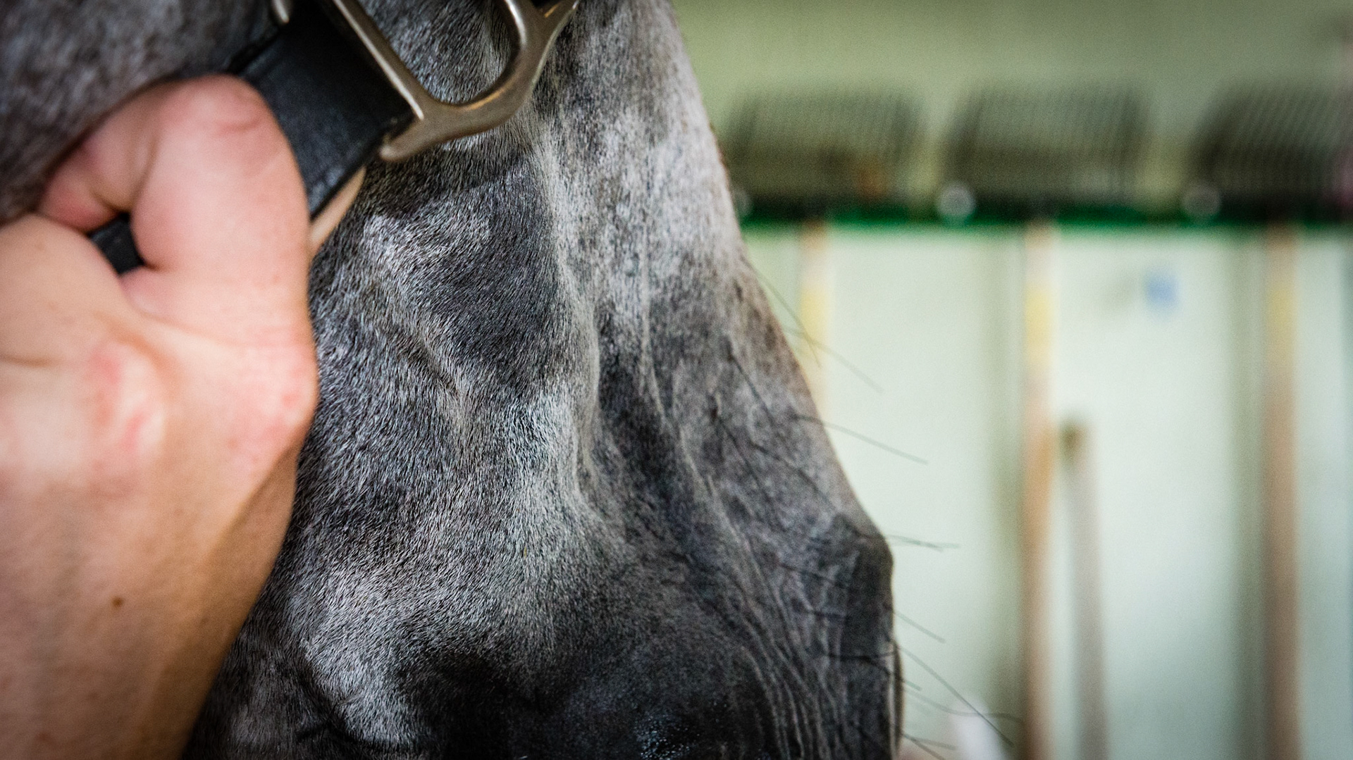 This horse has extra skin in the area near the right 06/07/08's. It was less evident on the left. When the bridle was placed, the cheek would puff out. There was nothing but air underneath the puffed out skin.