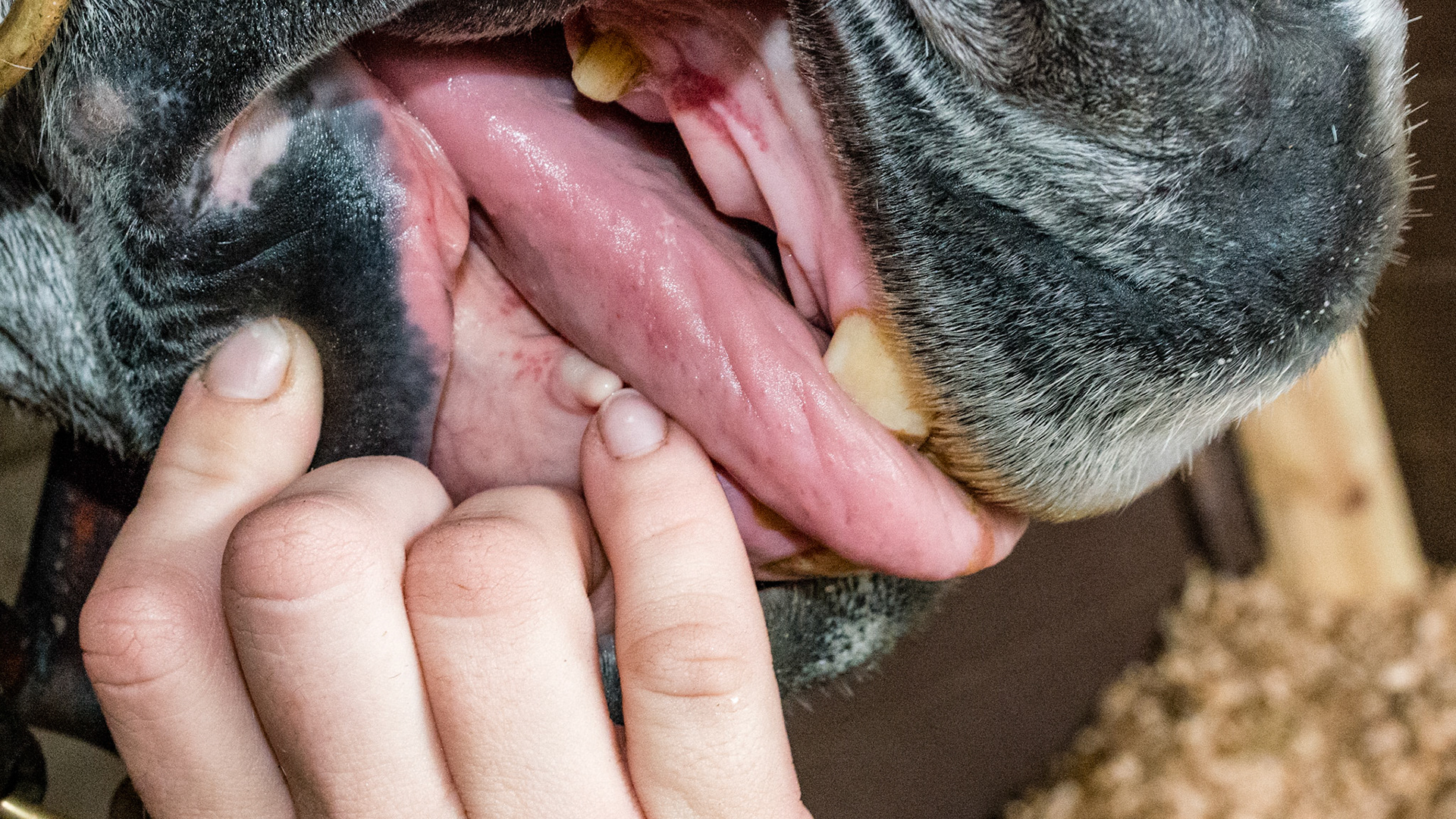 Soft tissue overllaying the area of the canine. No evidence of a tooth underneath.
