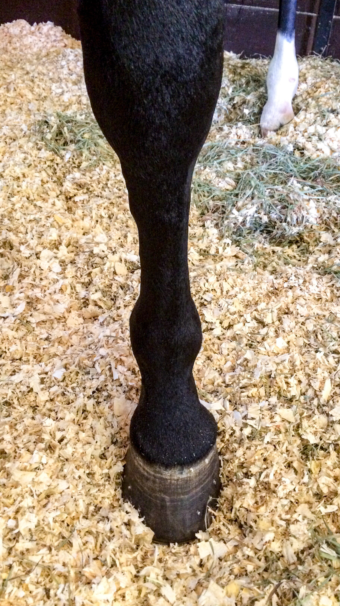 High medial splint on both cannon bones. Note the load of the horse comes down on the inside (medial side) of the cannon, fetlock, coronary band and the hoof causing the asymmetry seen in the hoof and pastern.