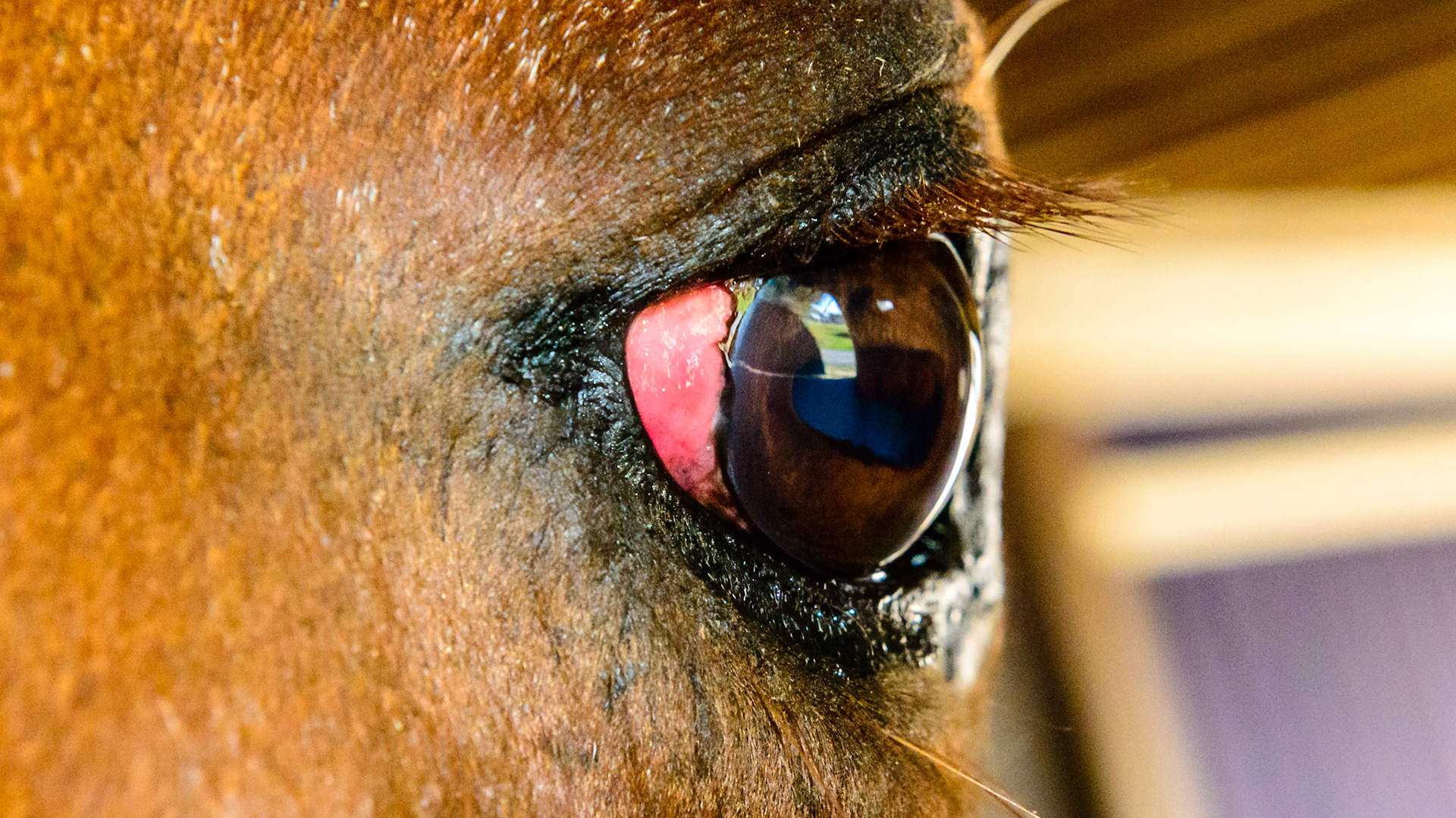 Squamous cell carcinoma on the nictitating membrane (3rd eyelid) confirmed with a biopsy.