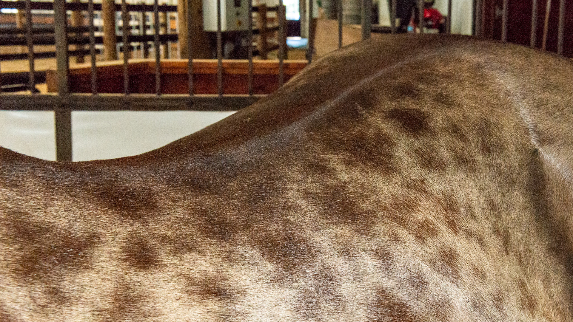 Horse A - BCS 7 - Fleshy ~ A moderate trough along the backbone and more fat covering the ribs, tail head, withers, neck, and shoulders.