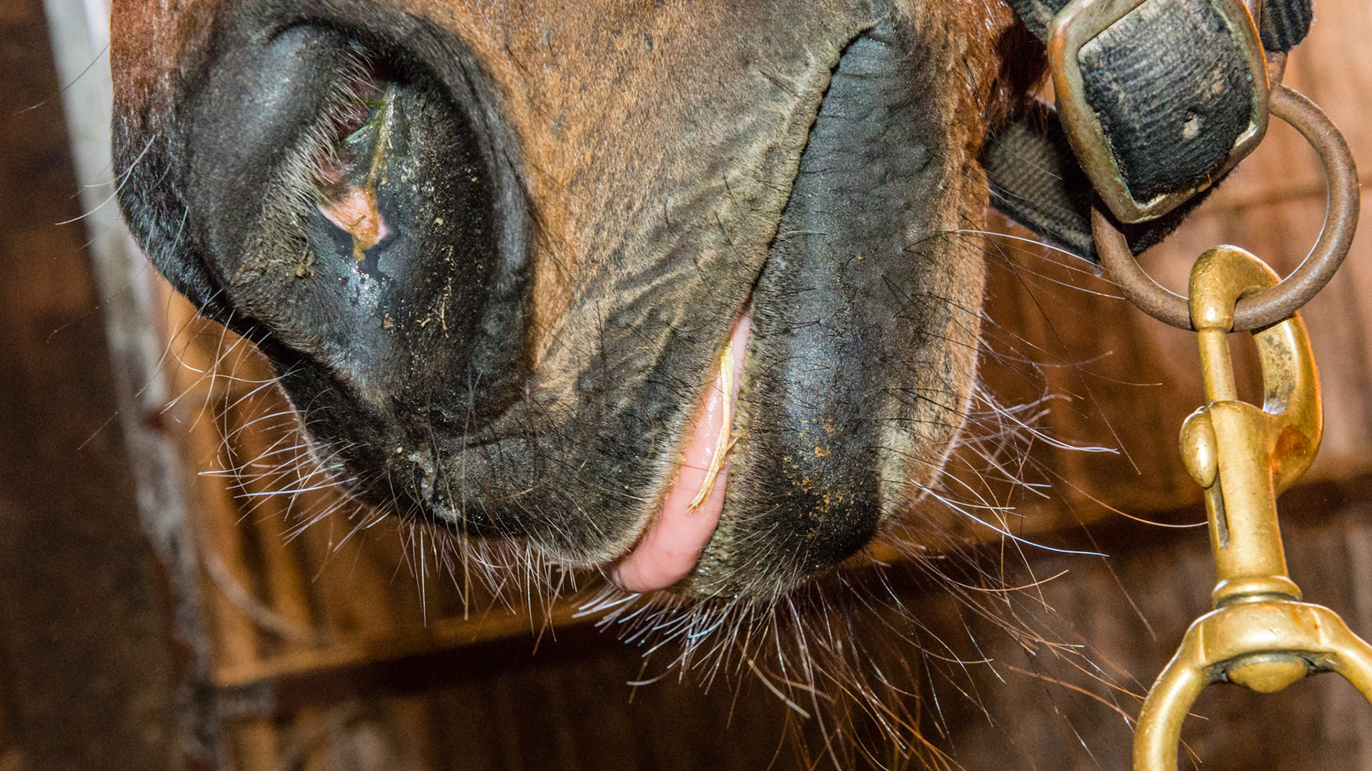 EOTRH horse 17 - Severe EOTRH with multiple missing teeth with loss of tongue containment.