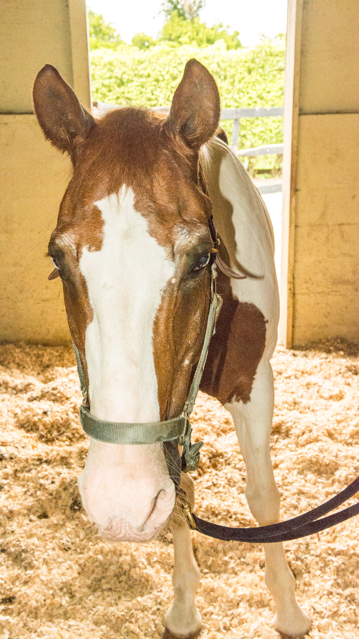 Horse C - BCS 4 - Moderately Thin - Spine ridge and rib outline are visible. The tail head may be visible. Tobiano skewbald