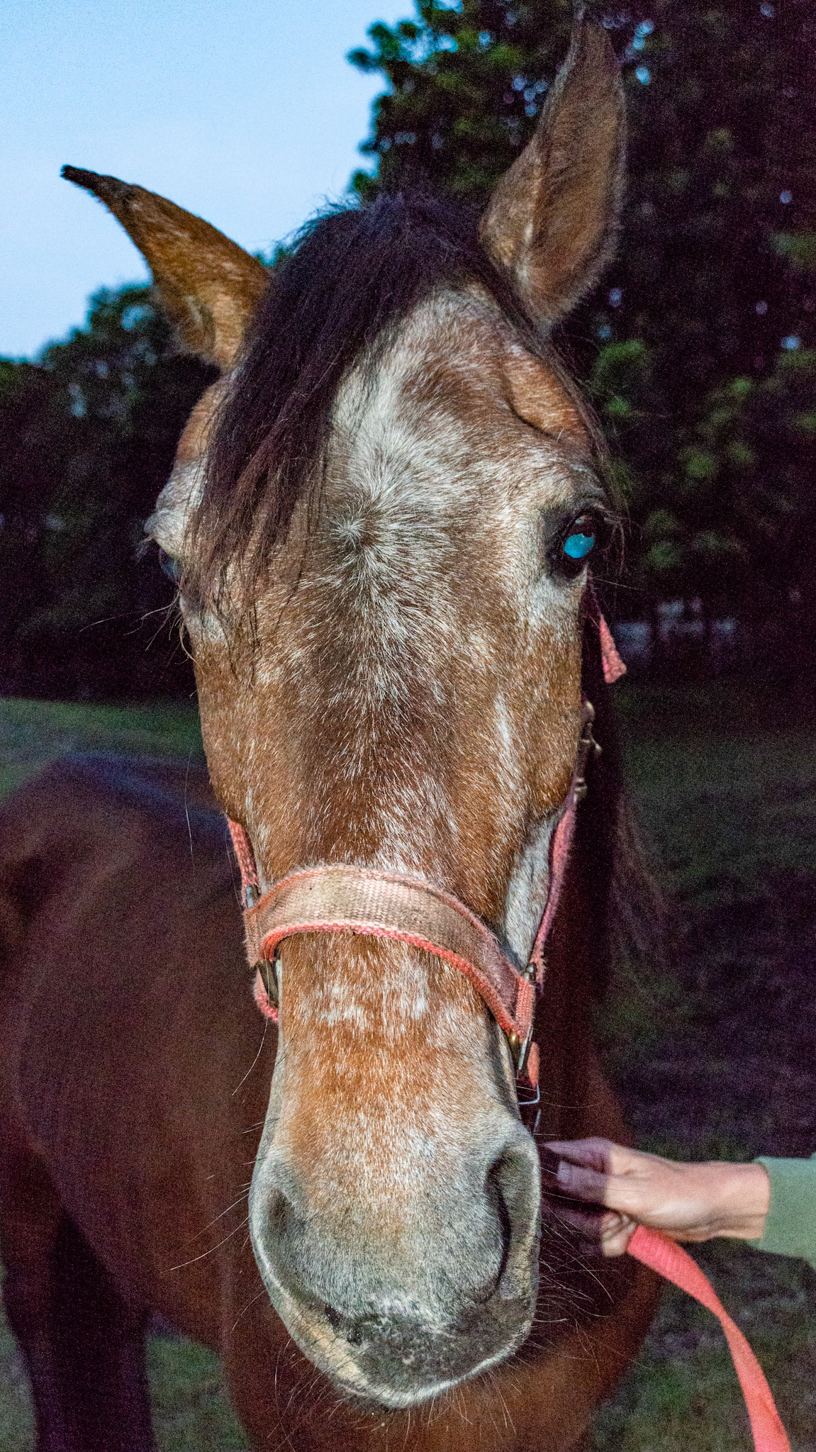 Horse A - No tone in lower right lip and right muzzle causing the drooped lip and the muzzle to be pulled to his left.  The right eye lid and right ear also have no tone causing the partially opened right eye lids and the right ear not able to come forward.  This is due to paralysis of the right facial nerves with several unproven causes including trauma, viral (flu in humans) and nutritional (diabetes in humans).  These usually self resolve but some do not.