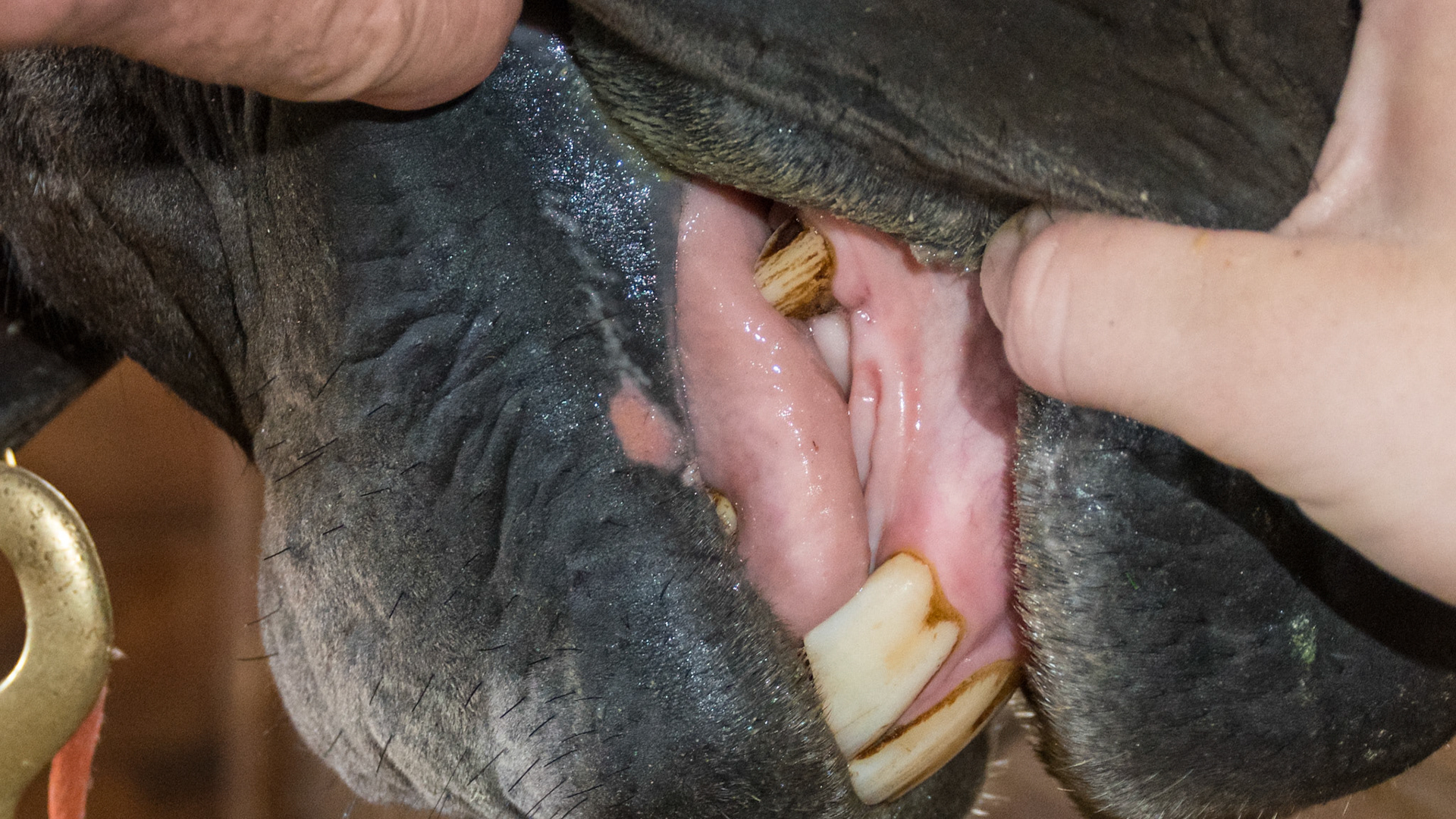 Pink circular rub mark on the lower lip which associates with the upper canine whrn the lip is drawn back. From playing with the stall bars.