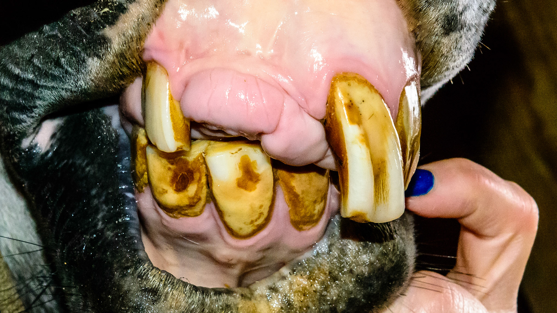 Horse A - 3 years later. Note how the tongue movement (stropping) has kept the lower incisors from over-erupting into the space above.