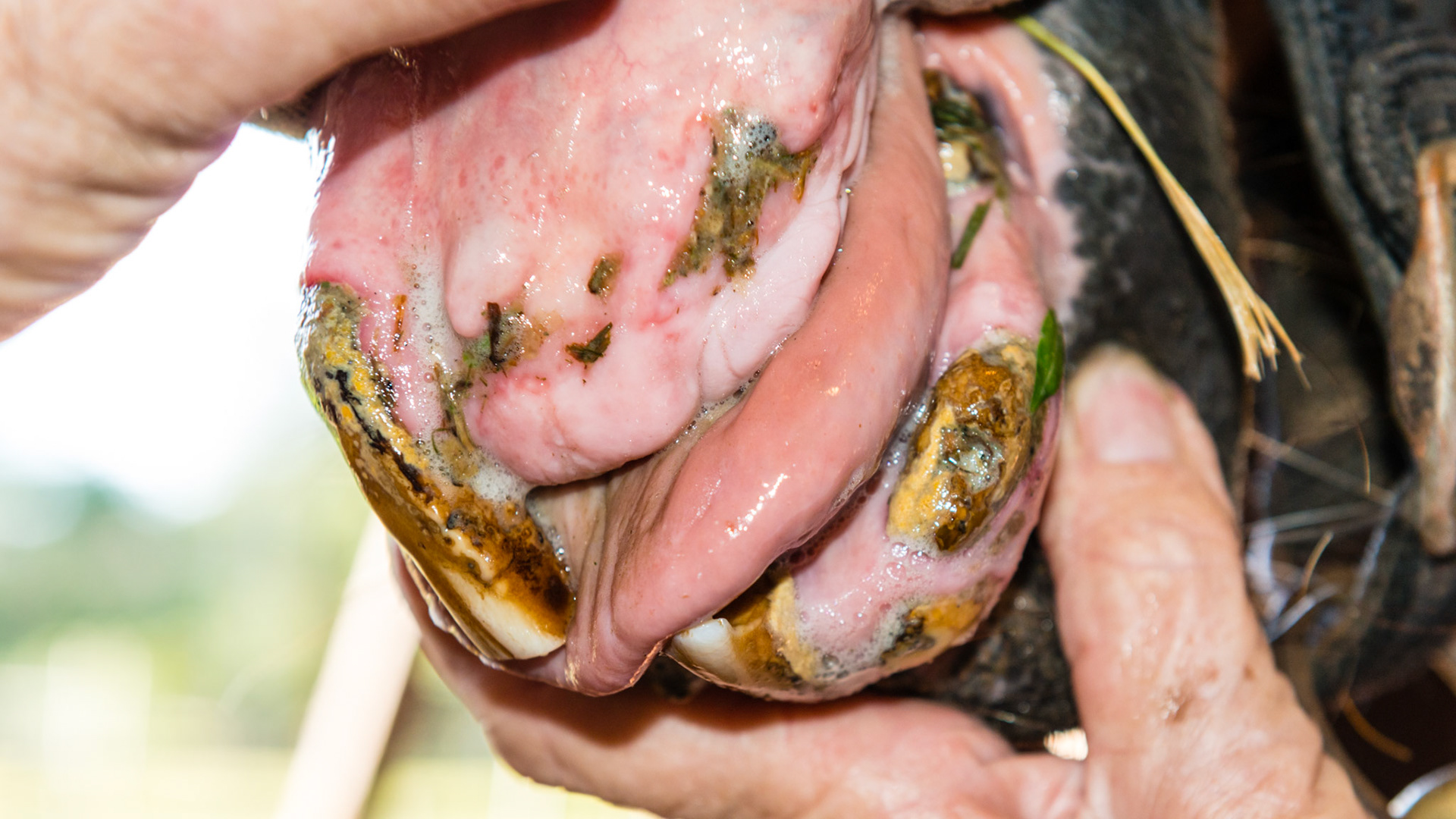 EOTRH horse 17 - Severe EOTRH with multiple missing teeth with loss of tongue containment.