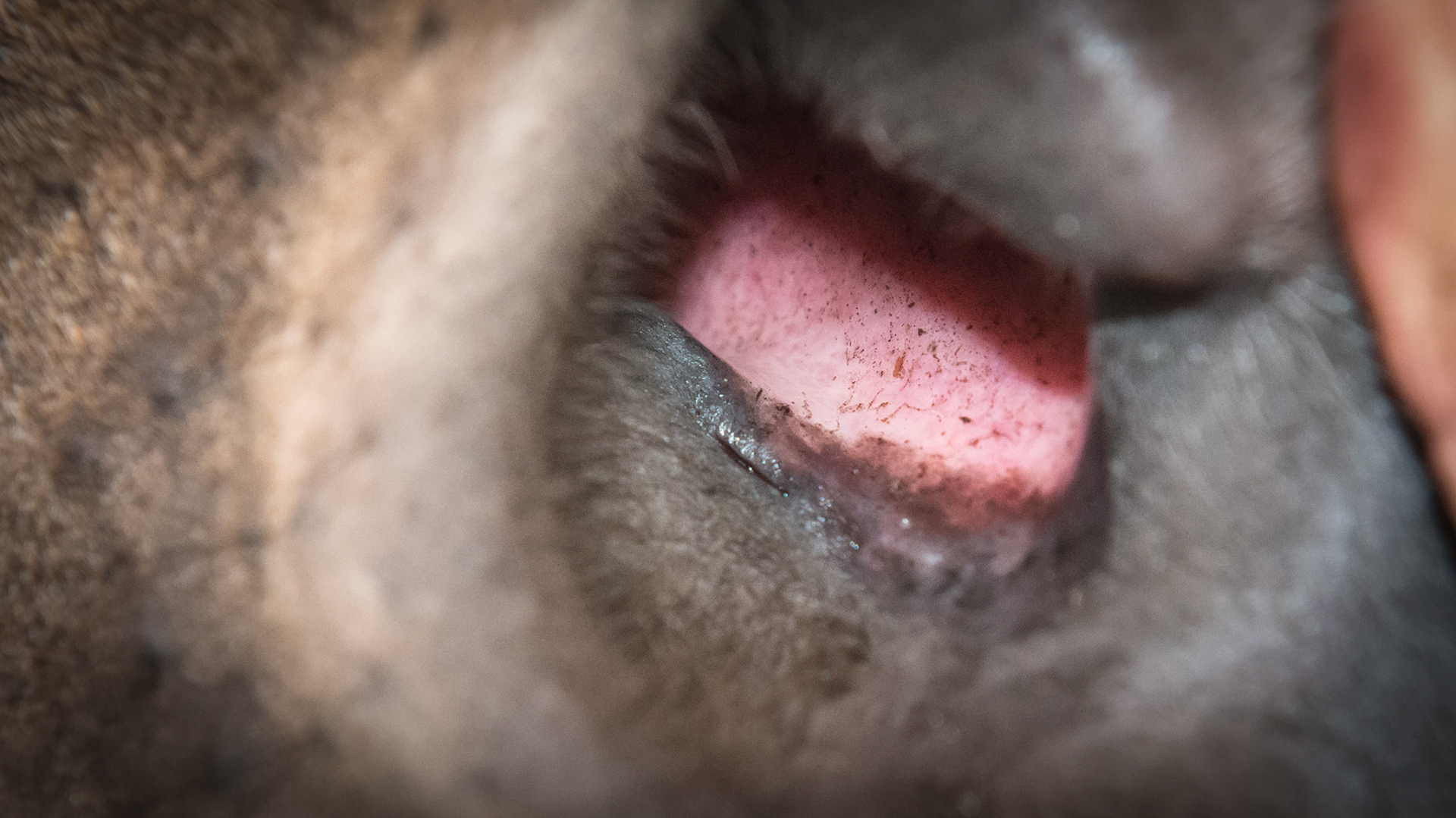 Horse J - The nasolacrimal ducts of this horse are blocked with tear overflow in both eyes but worse in the right eye.  The plan is to treat these eyes with only a steroid ophthalmic ointment and reassess in a day.  Here are the ducts of each nostril showing no drainage from the small slit opening onto the dark skin below it.