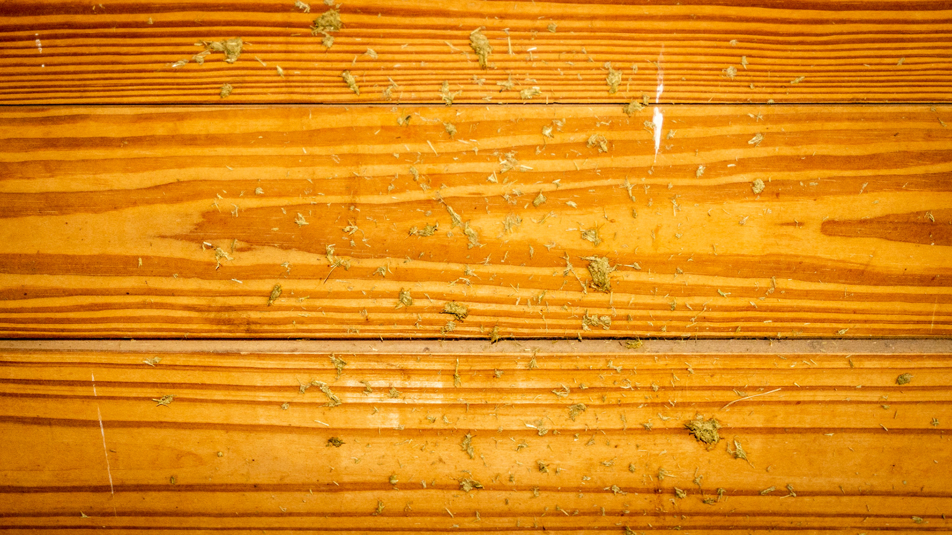 Aerosolized hay particles stick to the stall wall. OK if occasional (we all sneeze) but if constant may be secondary to a respiratory problem.