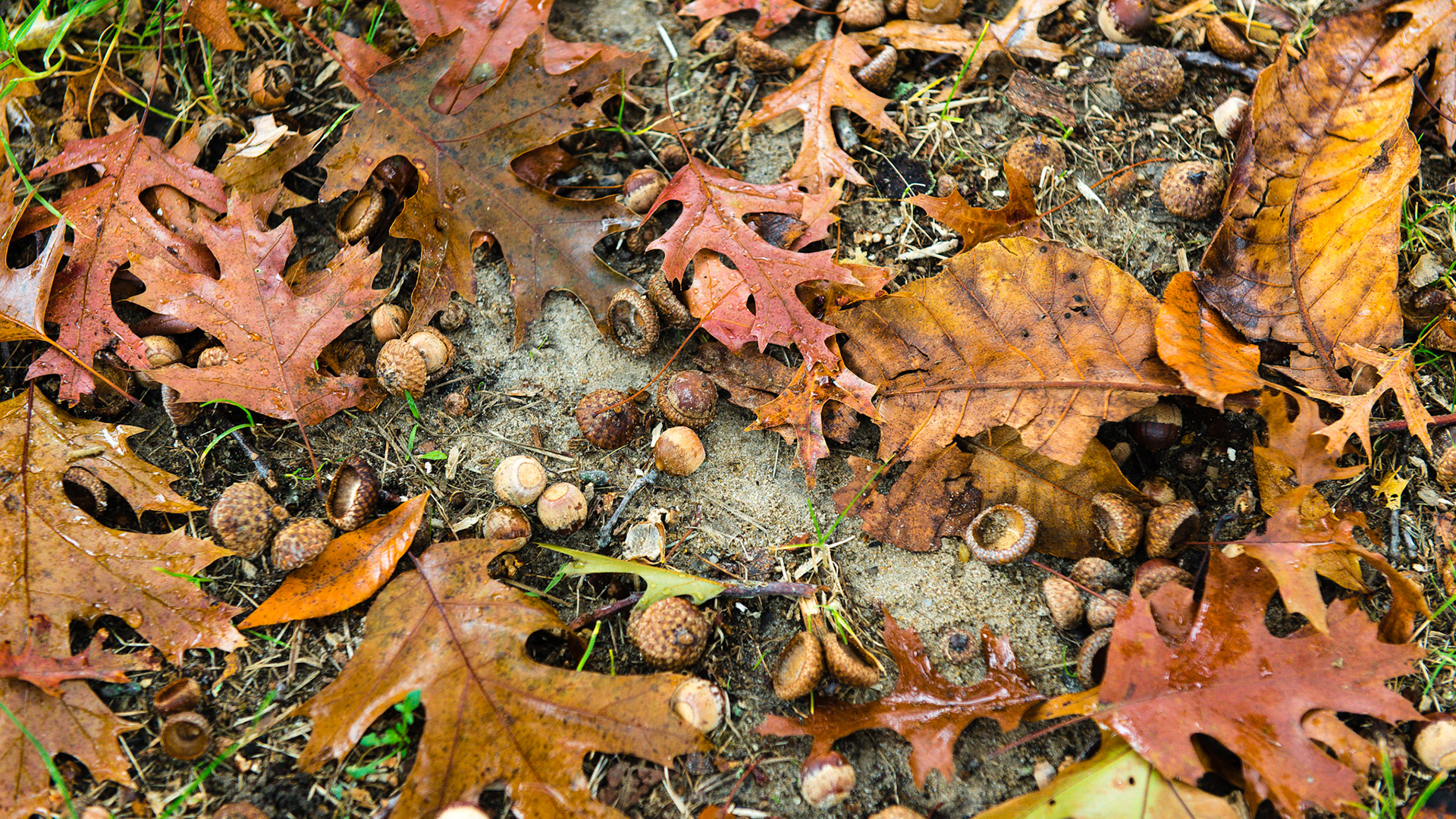 Acorns are the seeds of the oak tree.  Most horses won't eat them or only eat a few as long as there is enough grass and hay. Some horses will eat as many as they can with almost addictive behavior.  Some of these will become ill from the tanic acid (same as in wine). The only treatment is fluids and possibly activated charcoal but preventing ingestion is the best option.