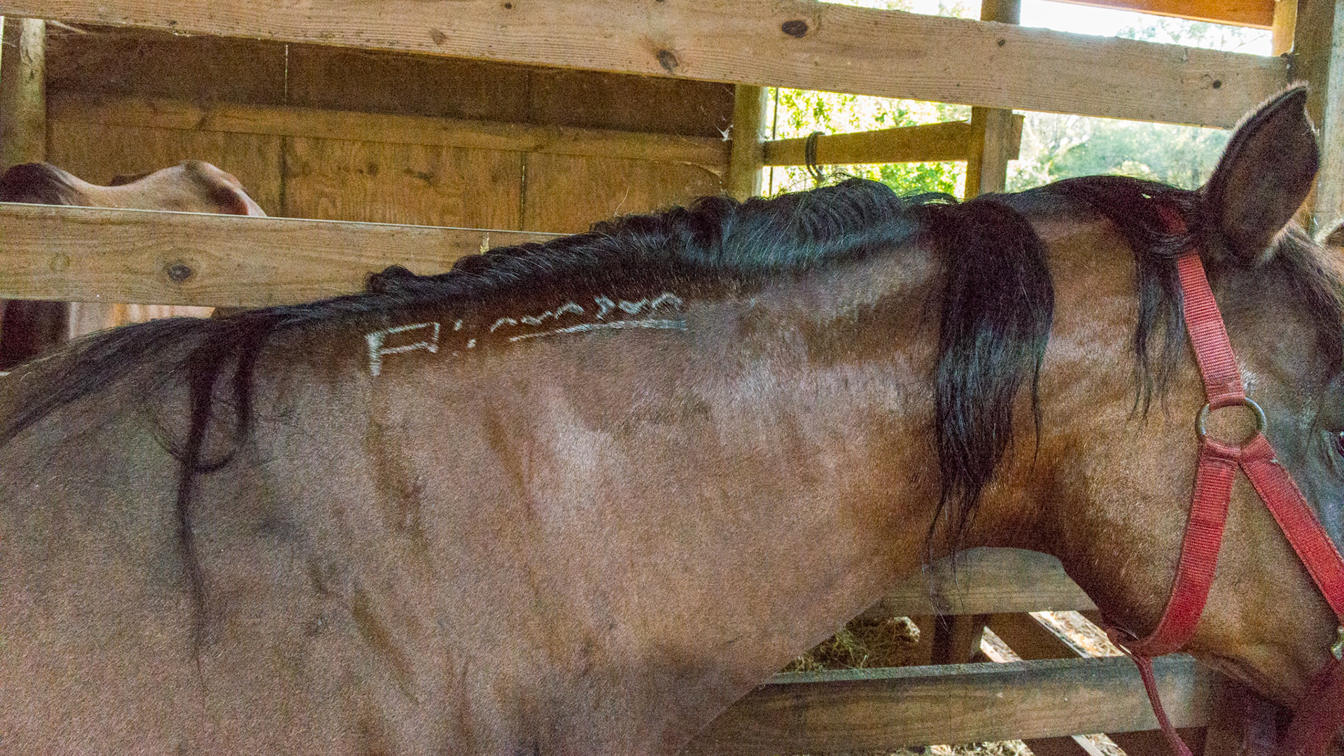 Freeze brand ID on an Aribian.  2/4/1986 = 28yr 6mo Arab M