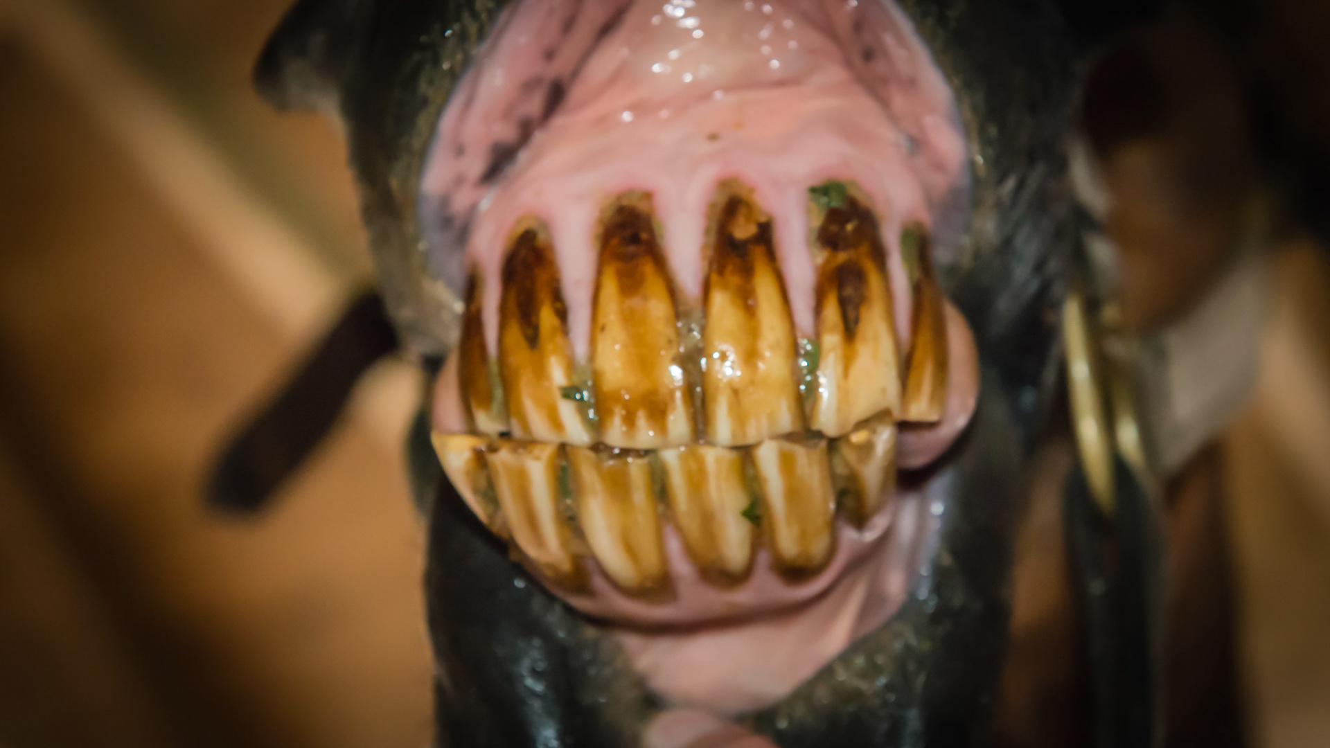 EOTRH horse 8 - 3/26/1981 = 32 years old