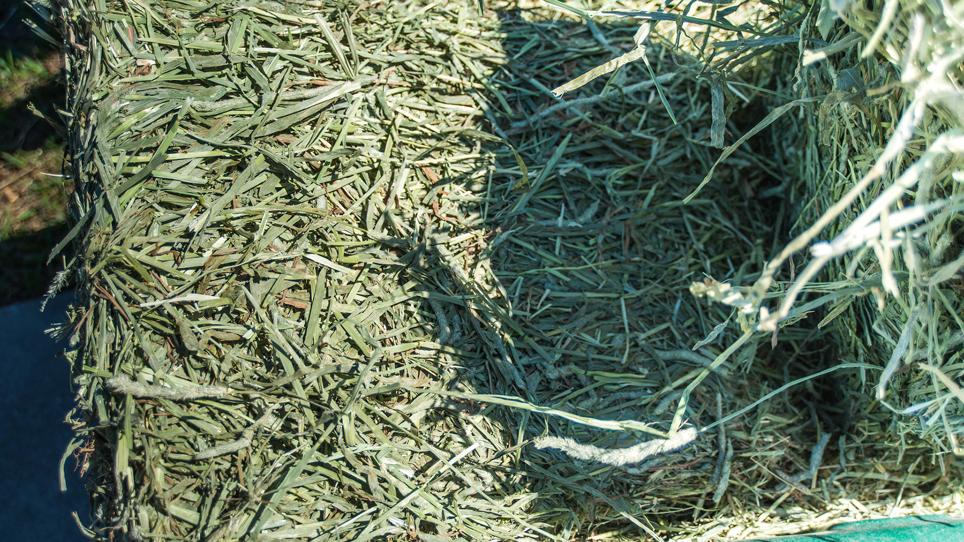 Timothy hay cut at a perfect time with a broad leaf and a seed head forming.