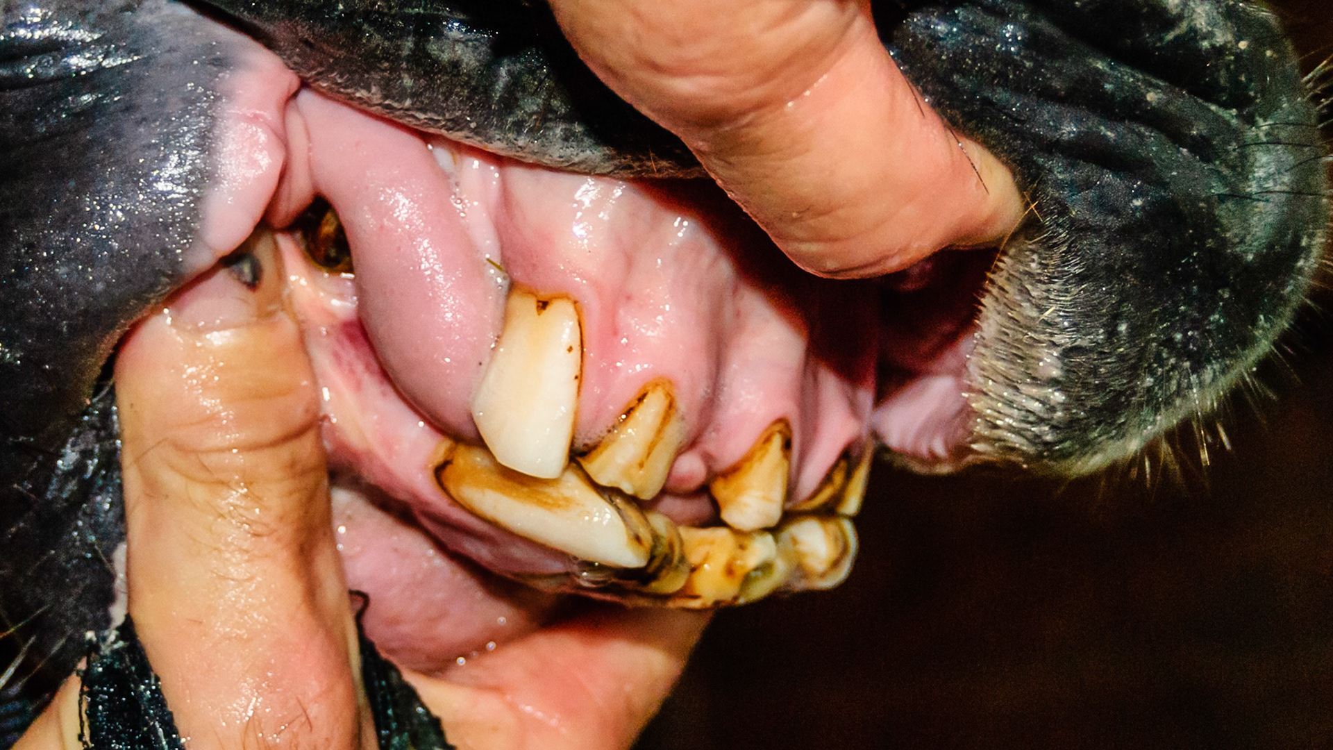 Ineffective incisors but the horse is in good condition and chews well.