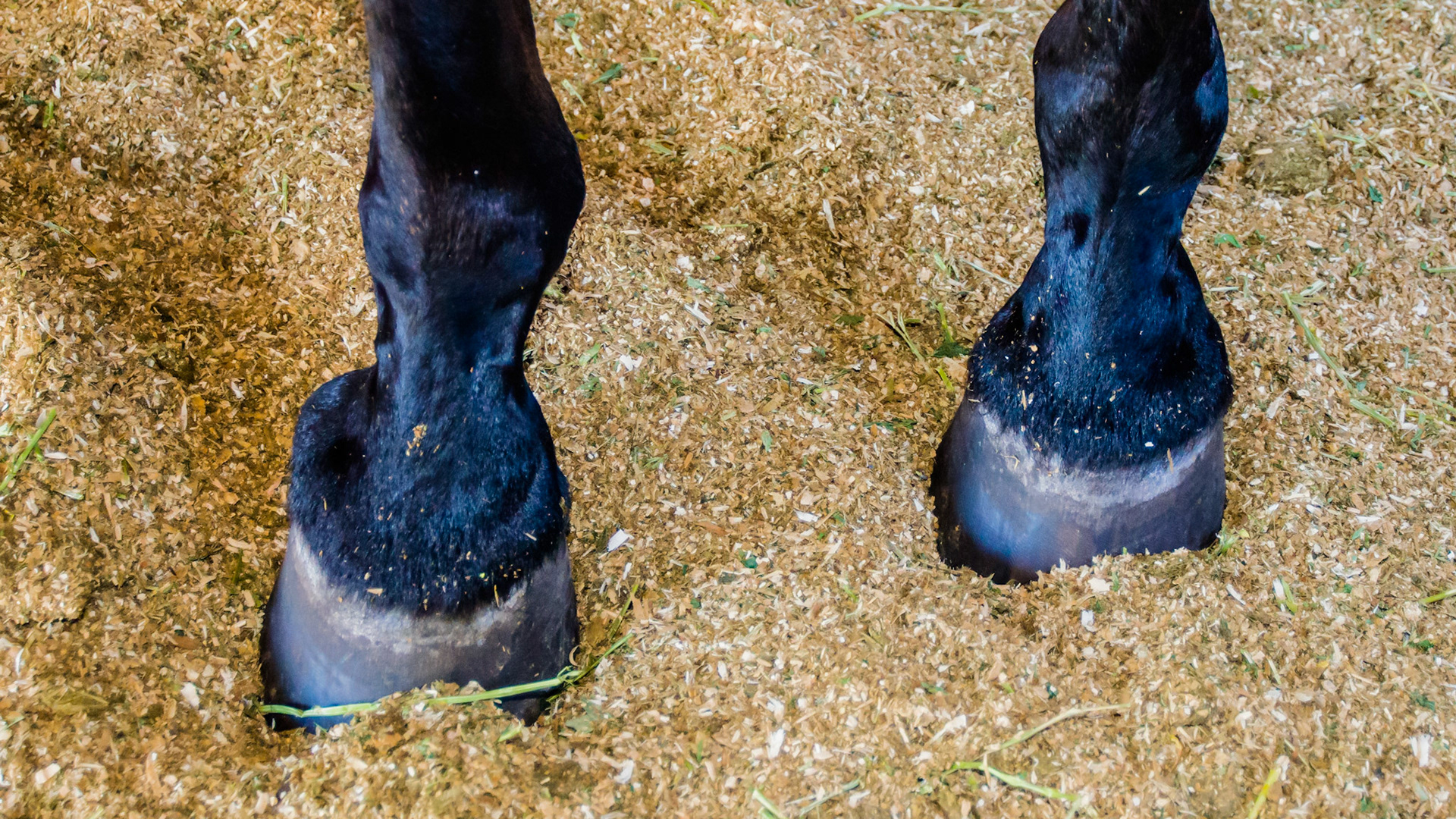 Sidebone of the lateral side of the RF.  This is the ossification (the addition of calcium) of the collateral cartilages of the coffin bone.  The usual cause is over work such as plowing affecting both hooves but with just one side of one hoof, trauma is more likely in this case.
