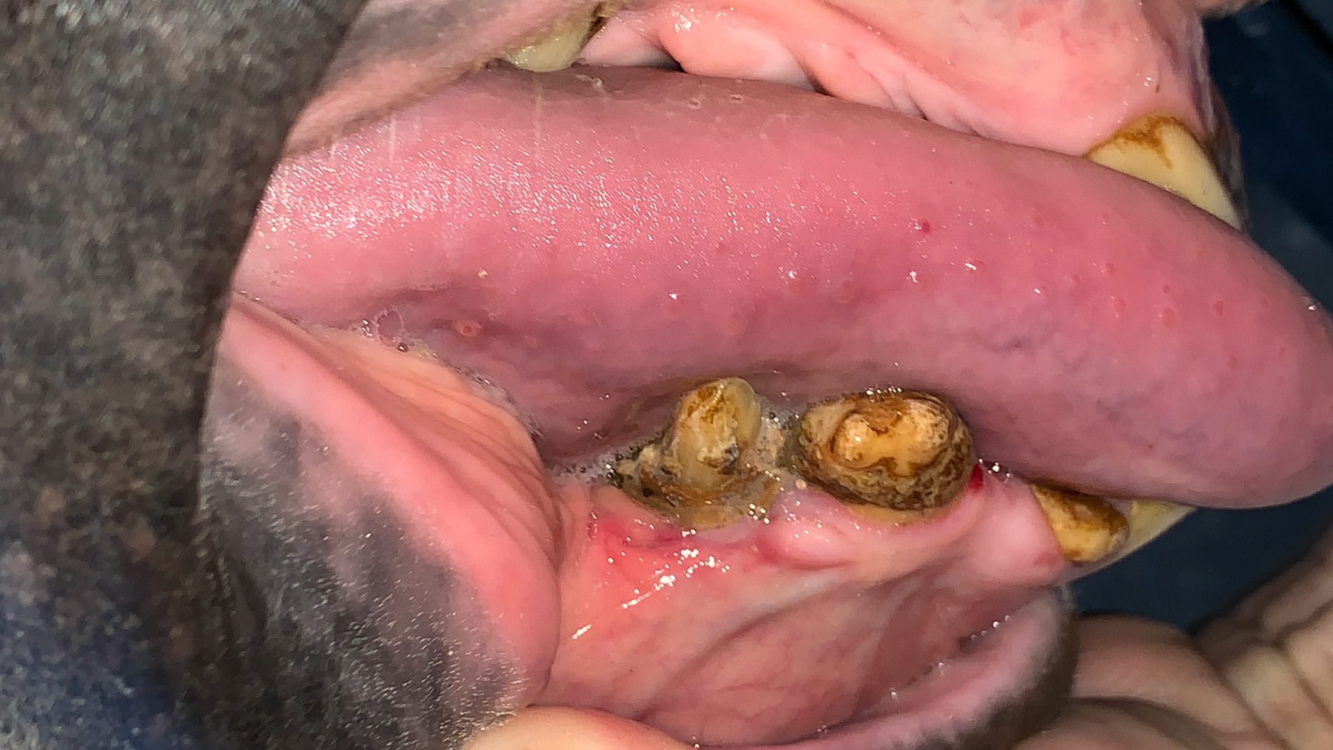 Double canine after removing tarter and food.